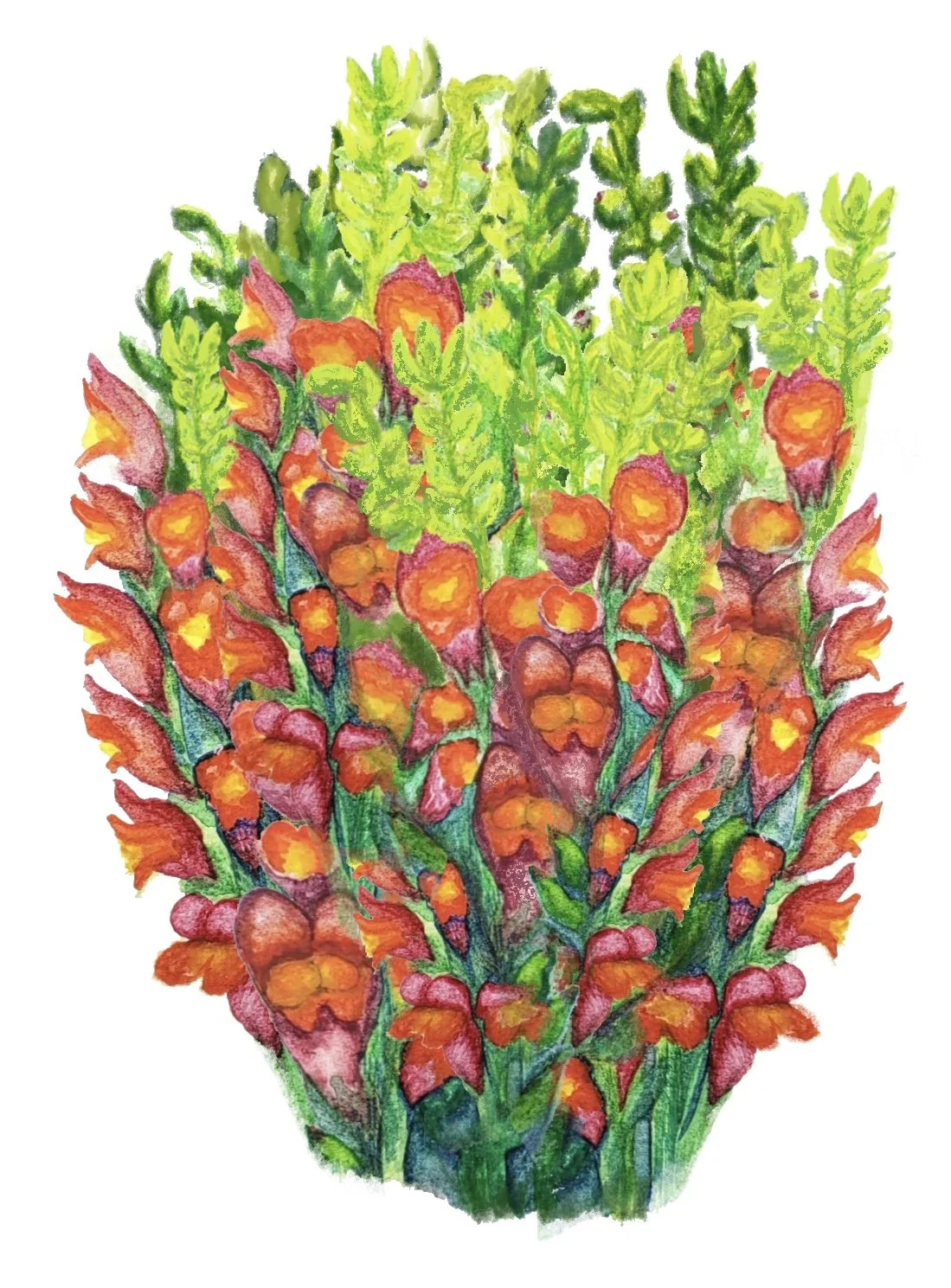 Web snapdragons .jpg
