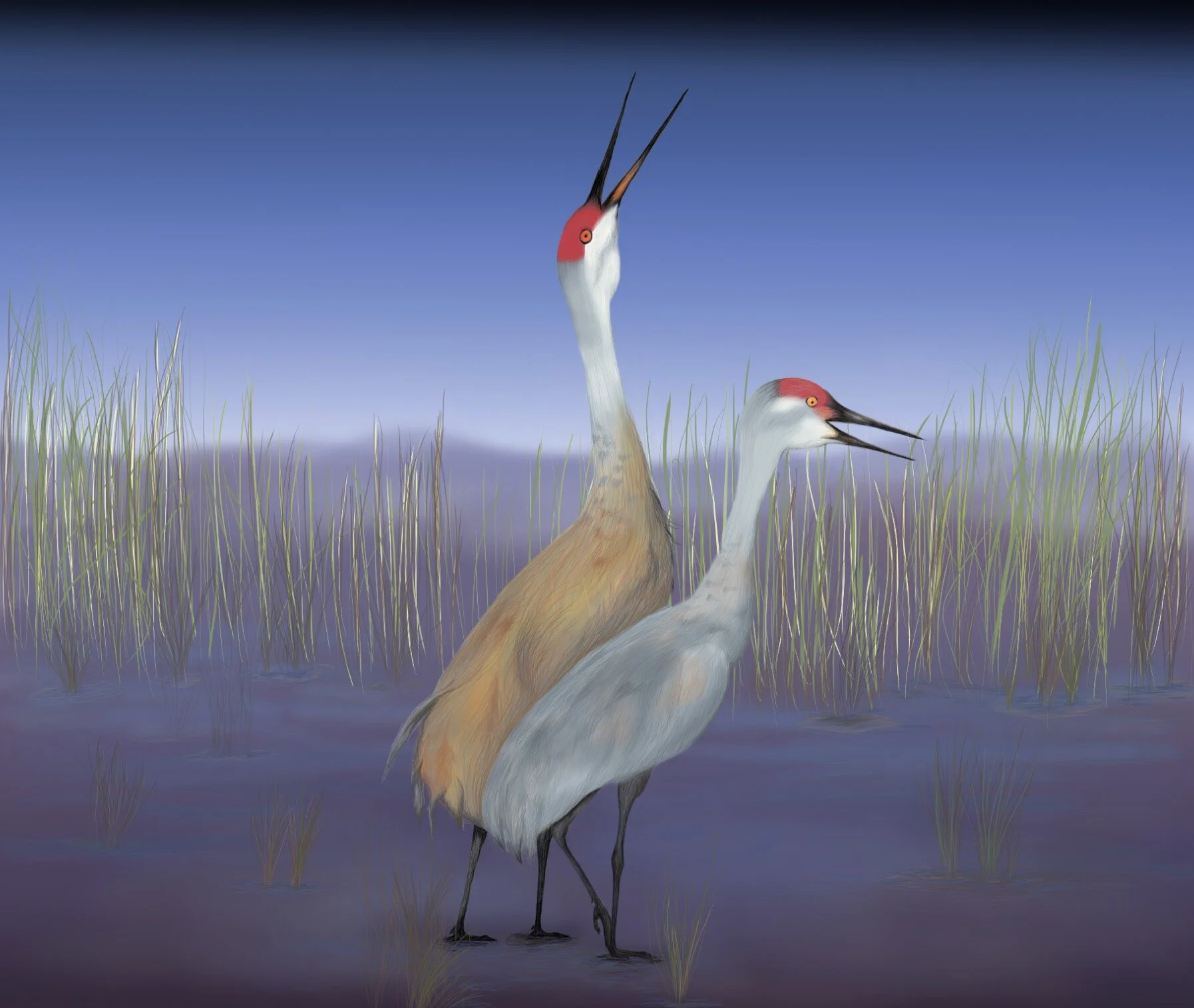 Crane 2020 .jpg