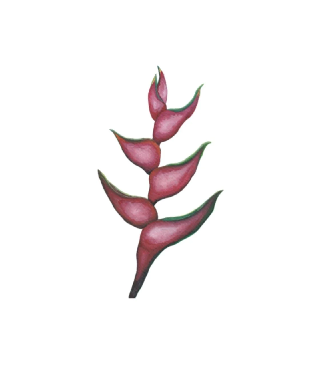 A watercolor painting of a tropical Heliconia flower depicted in a minimalist style against a pale, lime-yellow background.