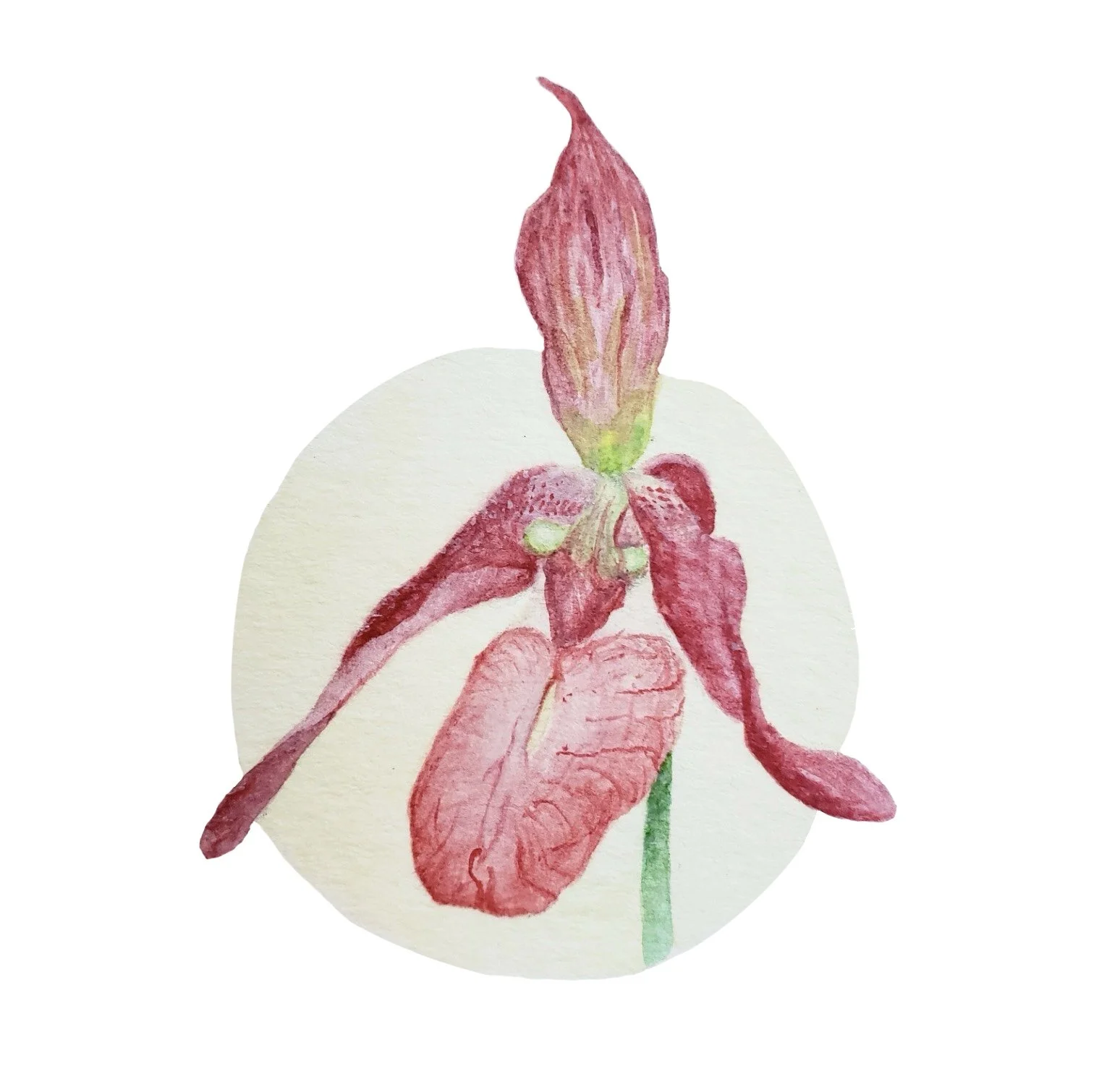 Watercolor painting of a pink and red lady slipper flower against a pale yellow circle in the background.