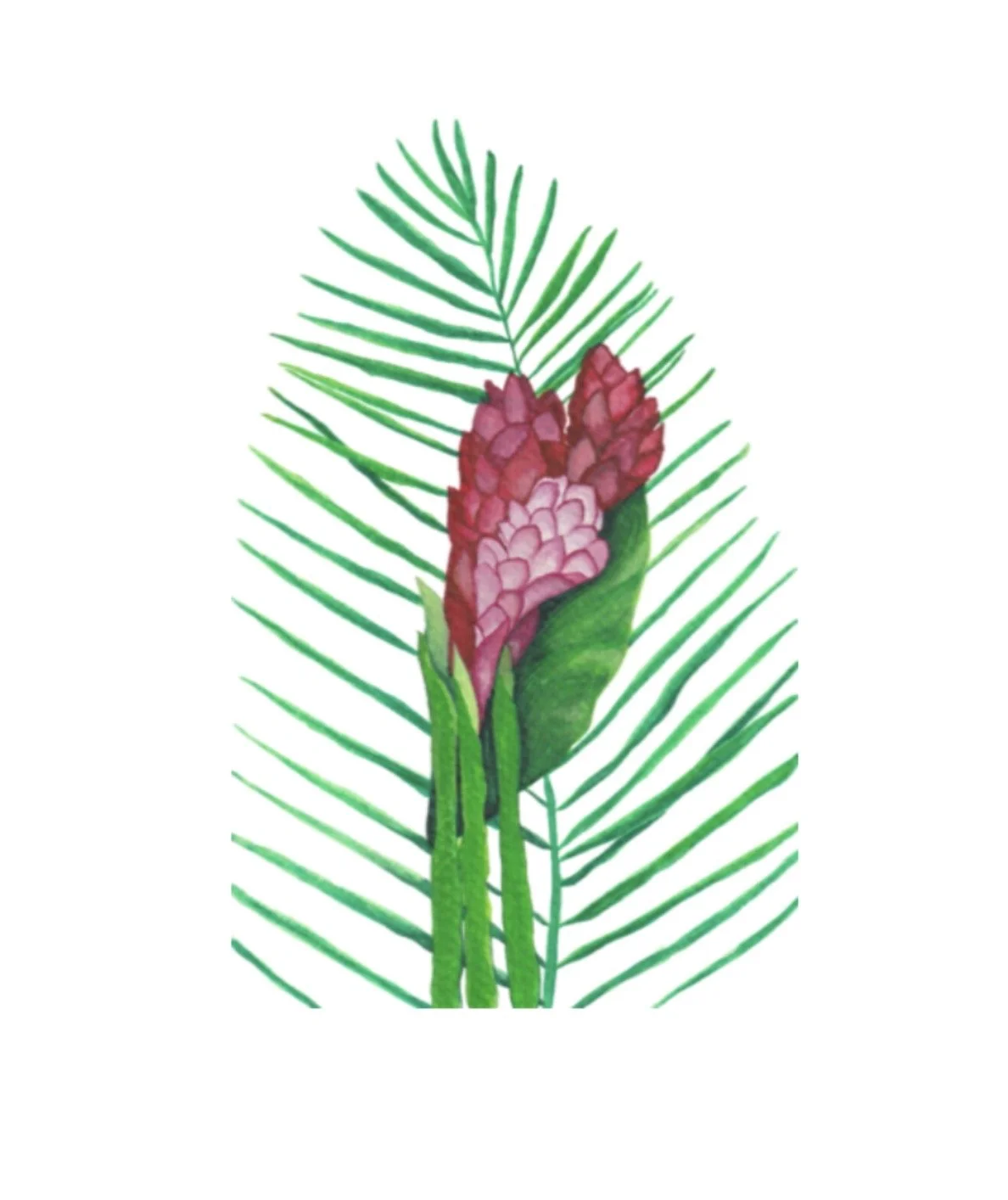 Watercolor illustration of a red ginger flower in front of a green palm frond on a light green background.