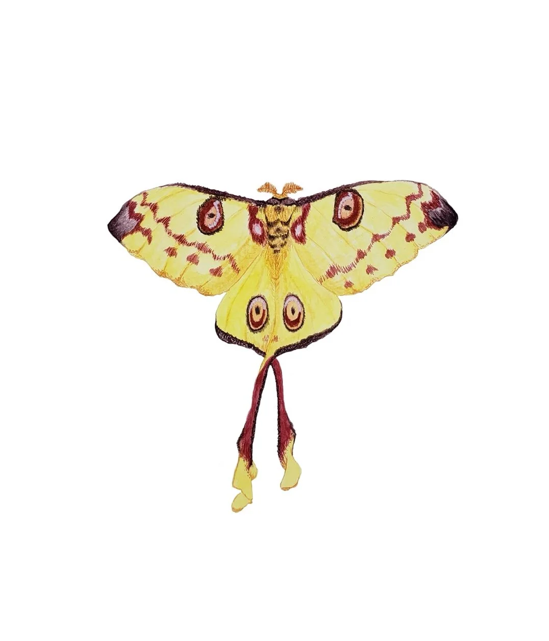 A watercolor illustration of a Comet Moth centered on a textured white background. The moth features bright yellow wings with four distinct reddish-pink eyespots and long, elegant tapering tails. Intricate red and brown patterns line the edges of the