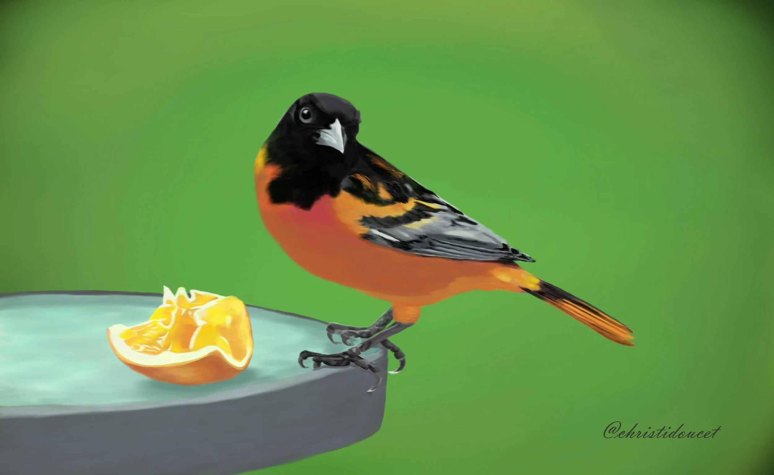 Baltimore Oriole .jpg