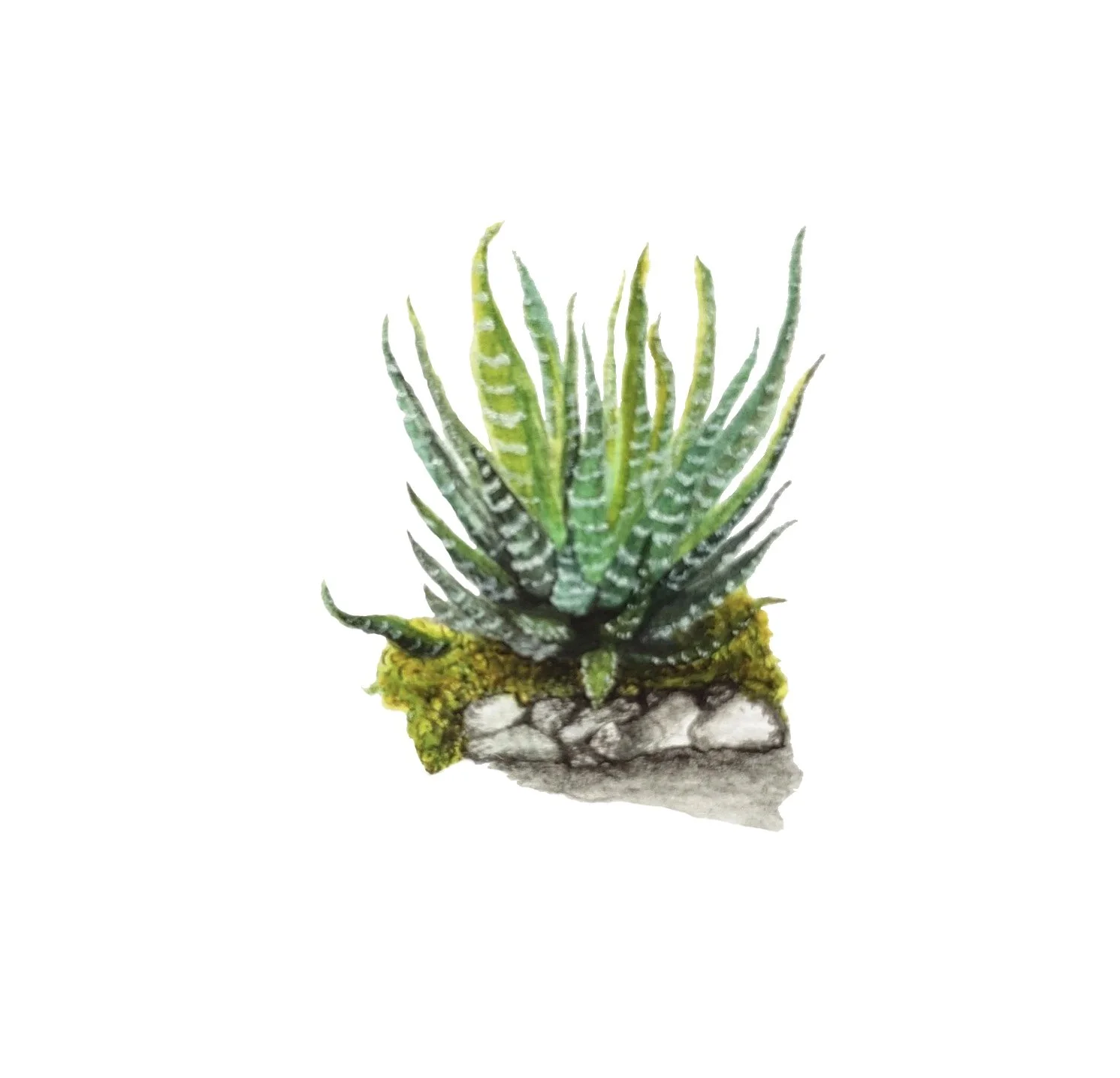 Botanicals