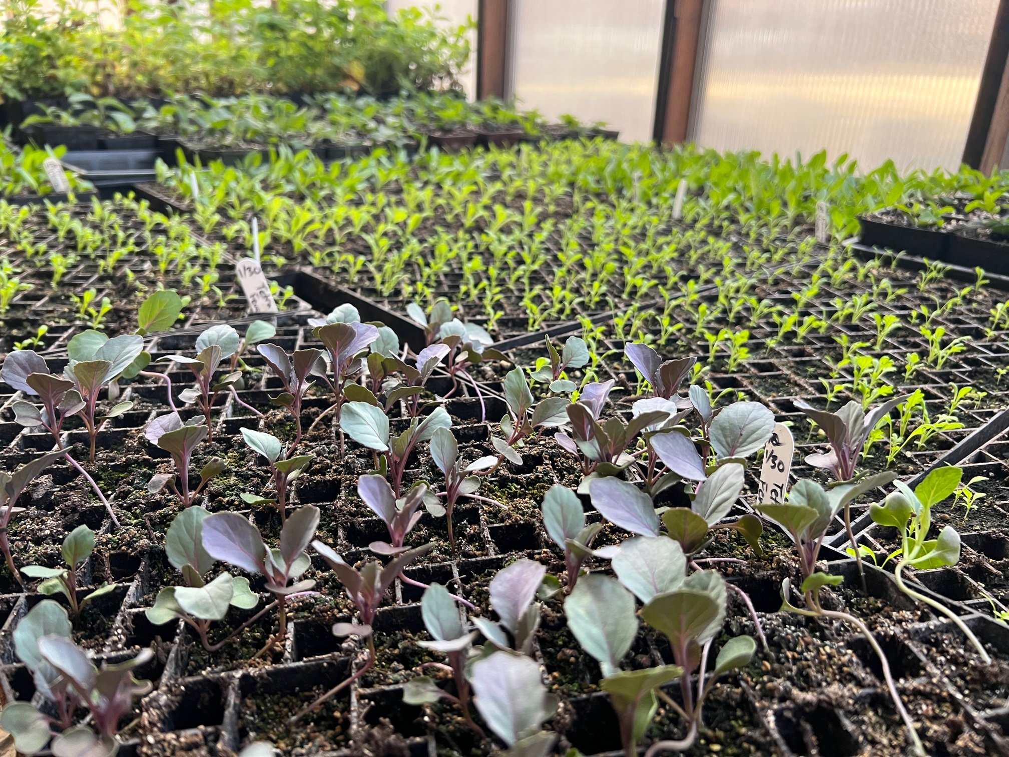 Cottonwood Tree Removal and more…