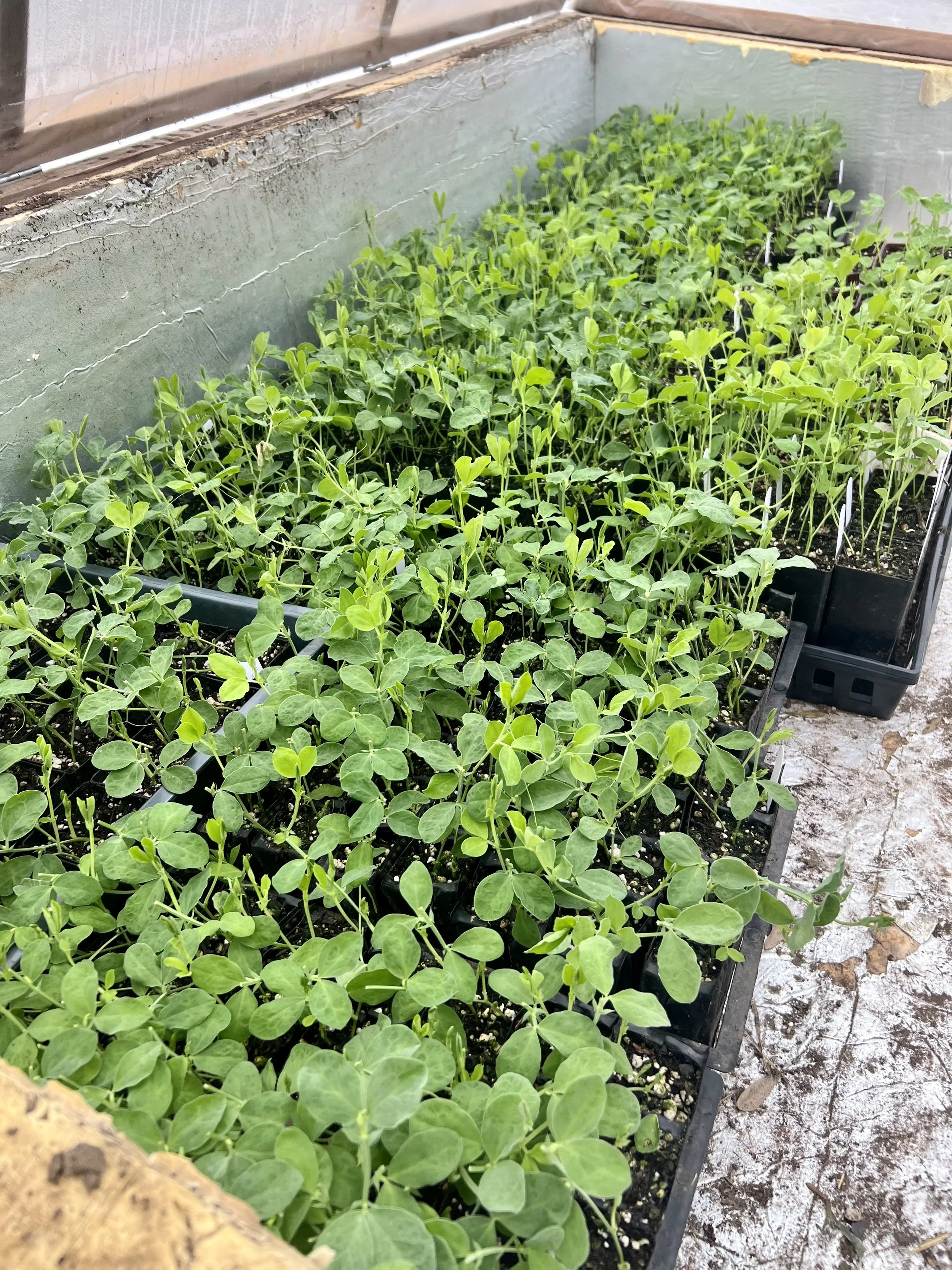 More cold temperatures..