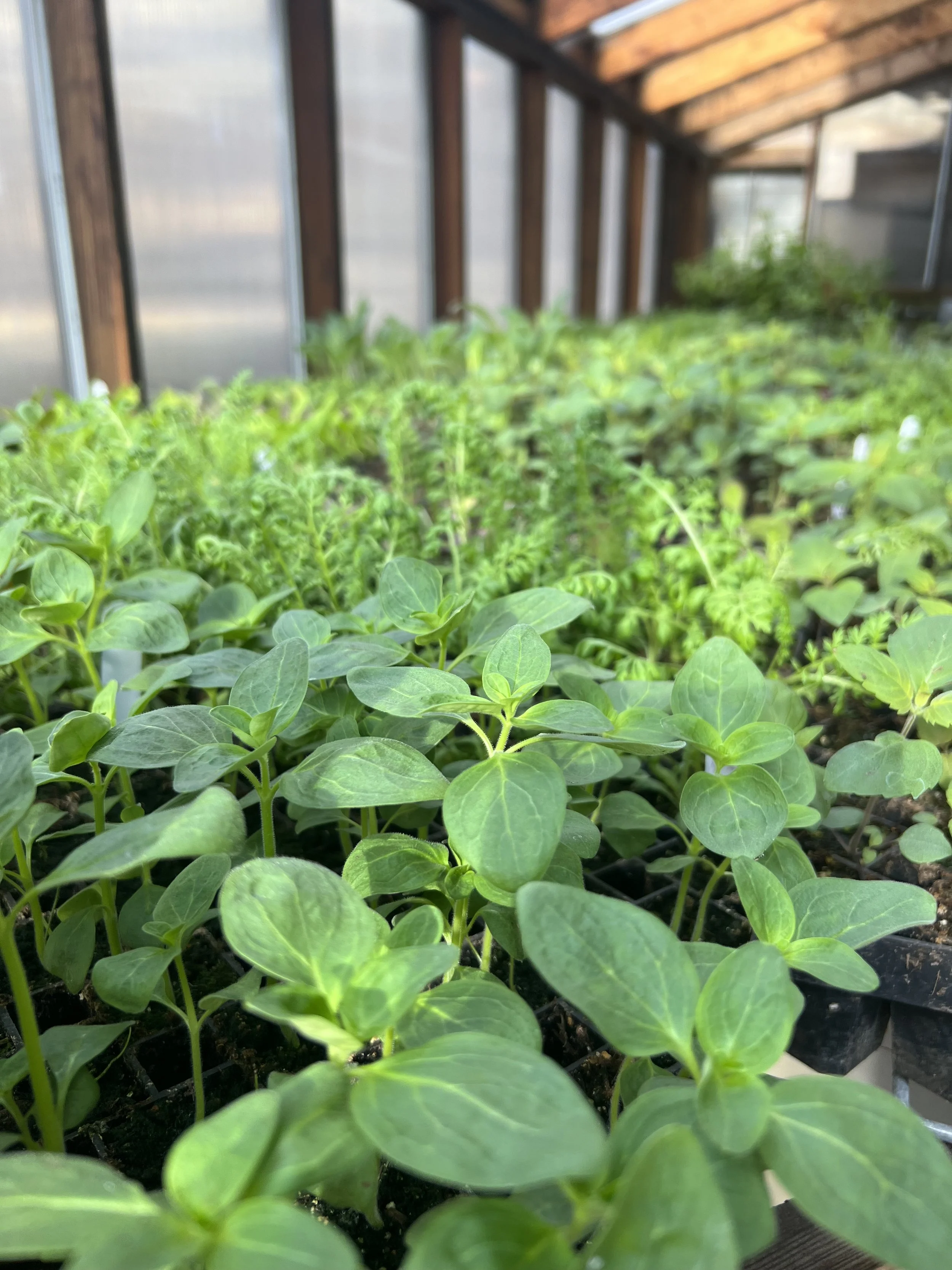 More Snow and Spring Fundraiser Update: