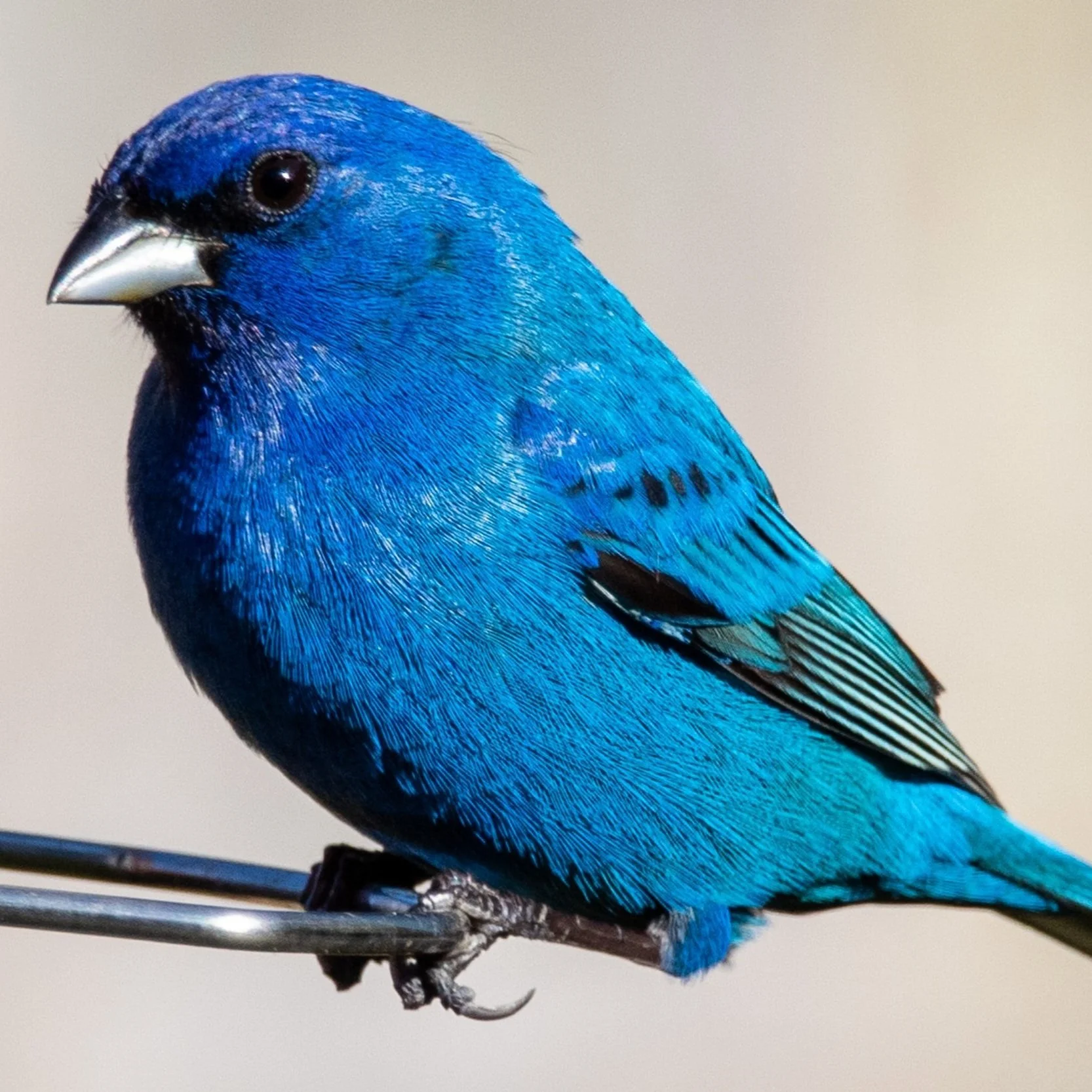 First Review and Interview of Grass Chapels in Delta Poetry Review