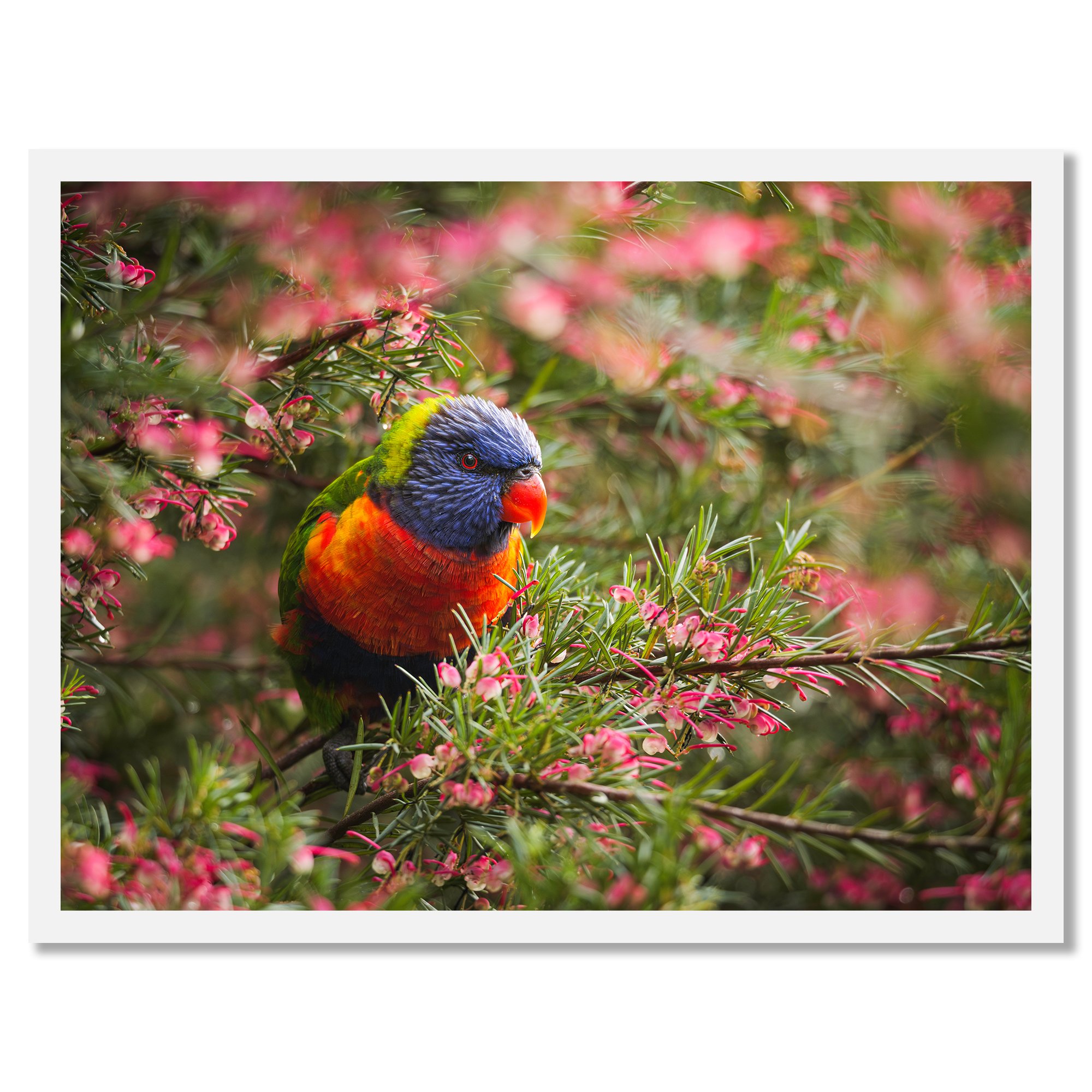 One Cheeky Rainbow Lorikeet_Print Mock-Up.jpg