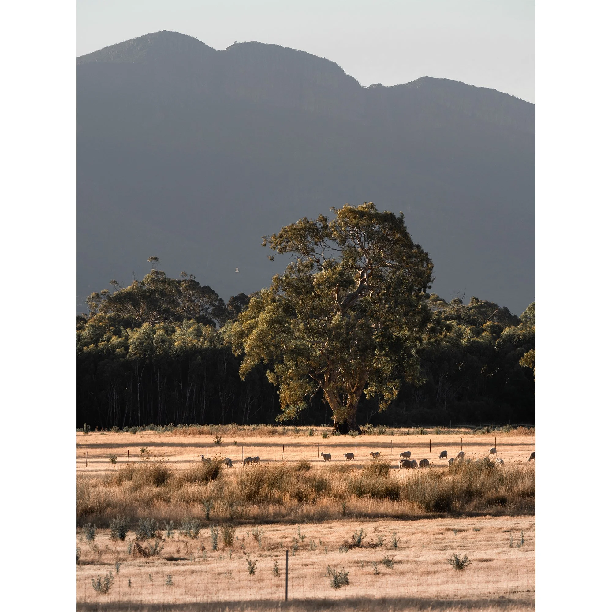 AA Quintessential Outback Scene_Website Image.jpg