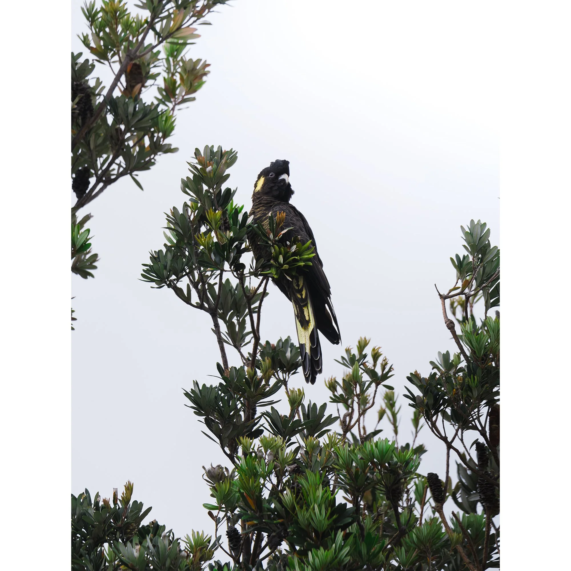 Portrait of a Yellow Tailed Black Cockatoo_Website Image.jpg
