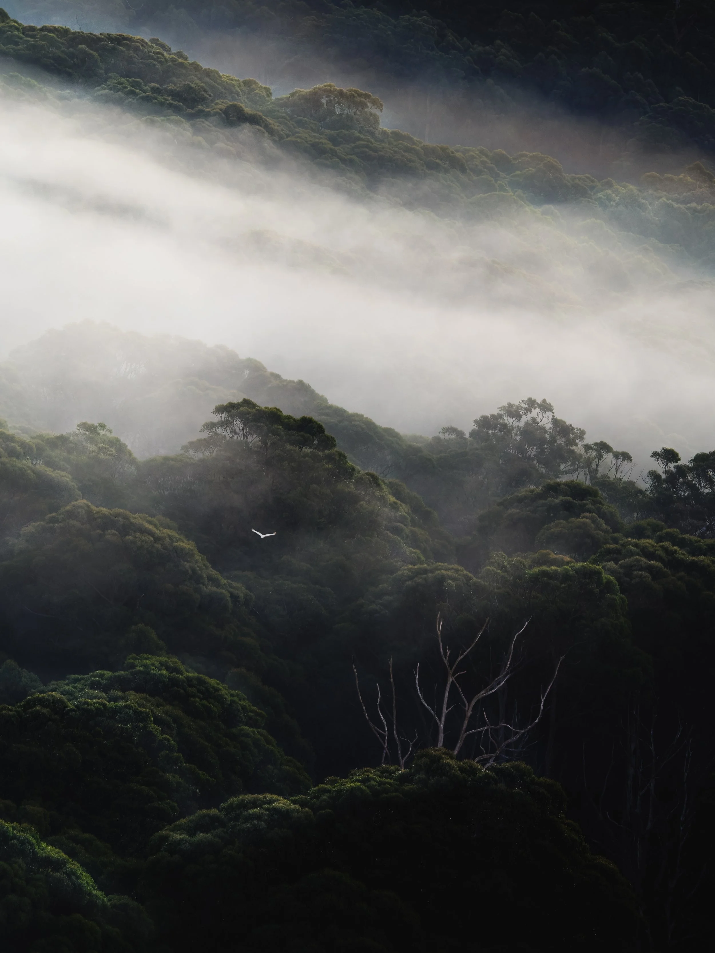 220522_Camels Hump Tree and Bird-1.jpg