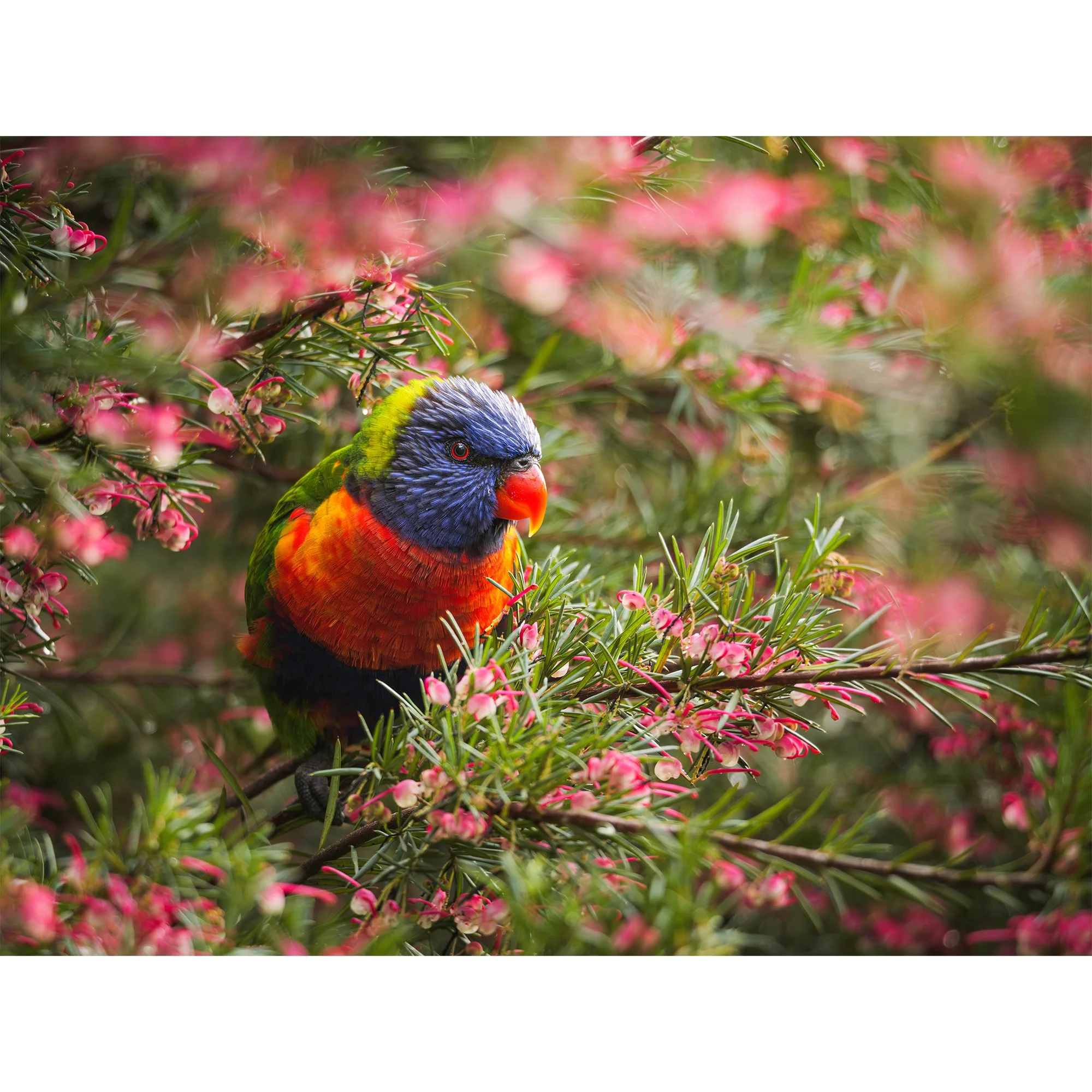 One Cheeky Rainbow Lorikeet.jpg