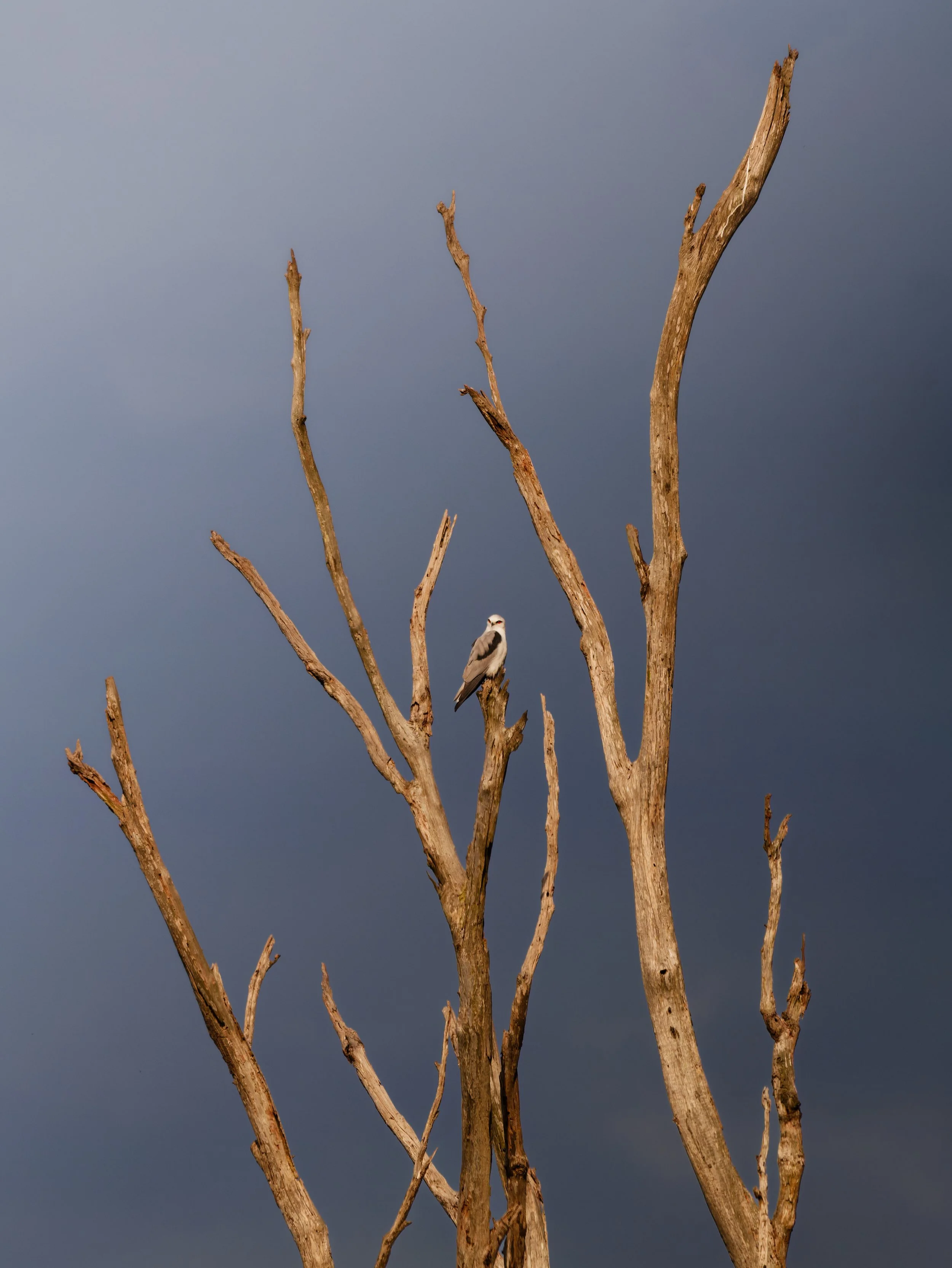 25-03-30_Merimbula Trip_Day 06_Black Shoulded Kite-1042179_DXO.jpg