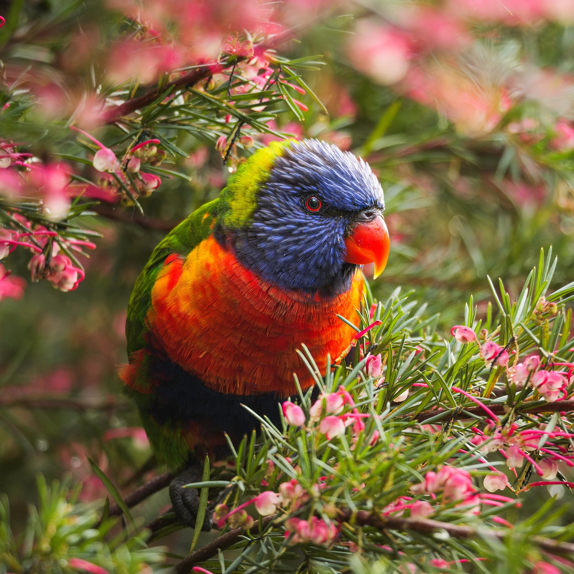 One Cheeky Rainbow Lorikeet_CLOSE UP.jpg
