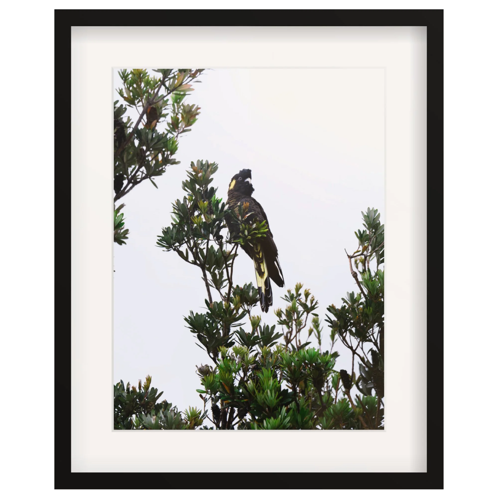 Portrait of a Yellow Tailed Black Cockatoo