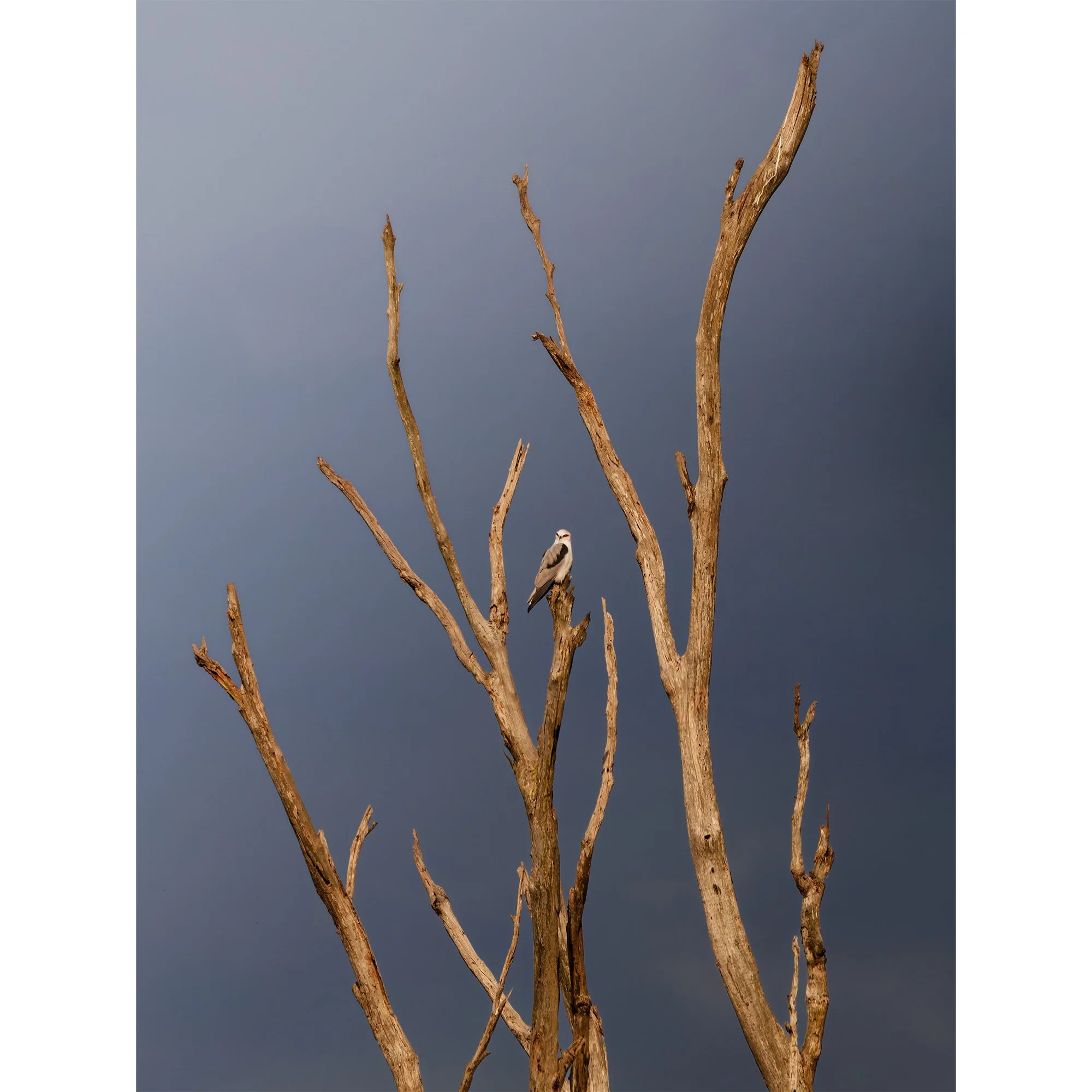 A Perched Black Shouldered Kite_Website Image.jpg