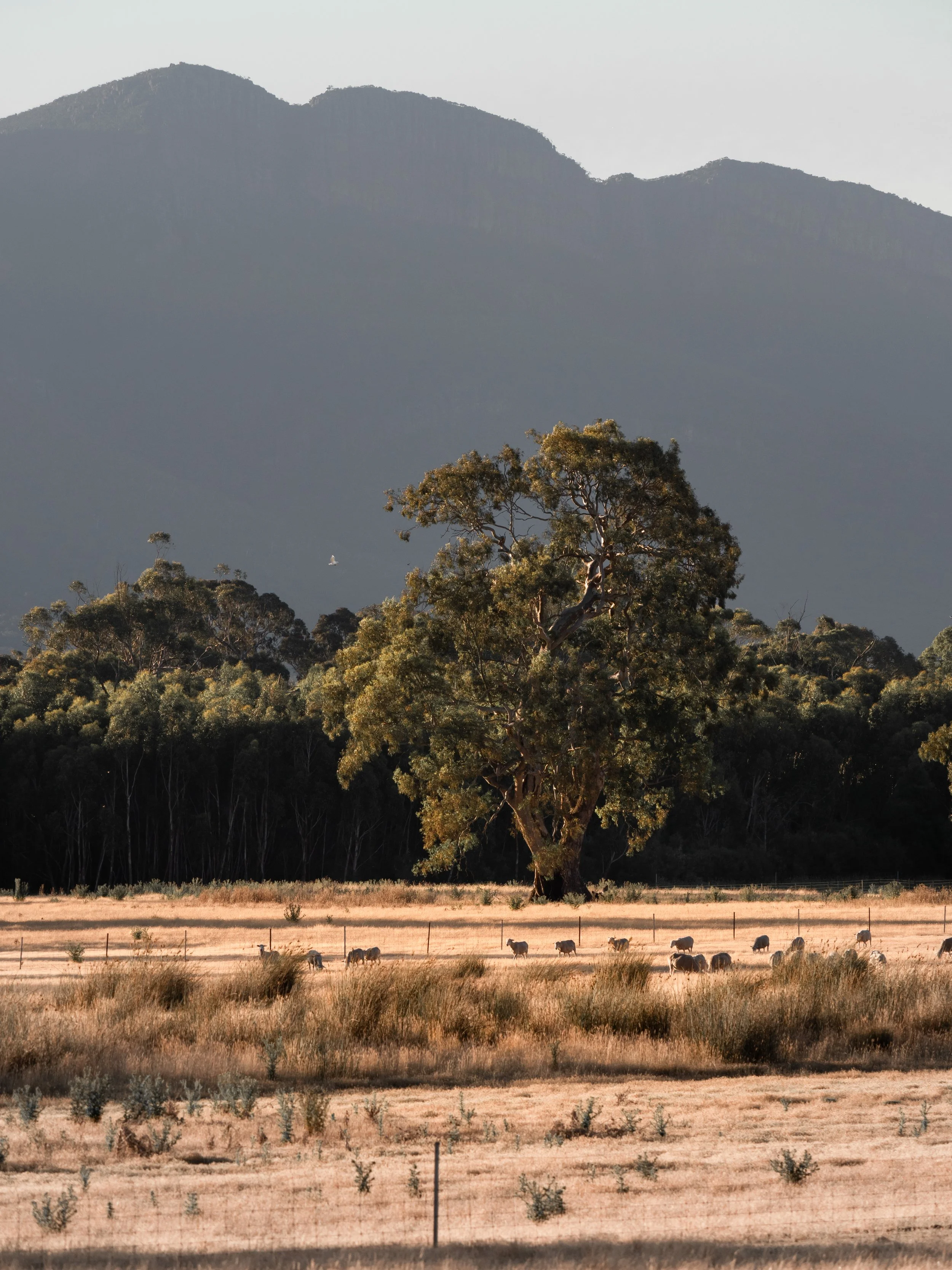 Grampians-1277190.jpg