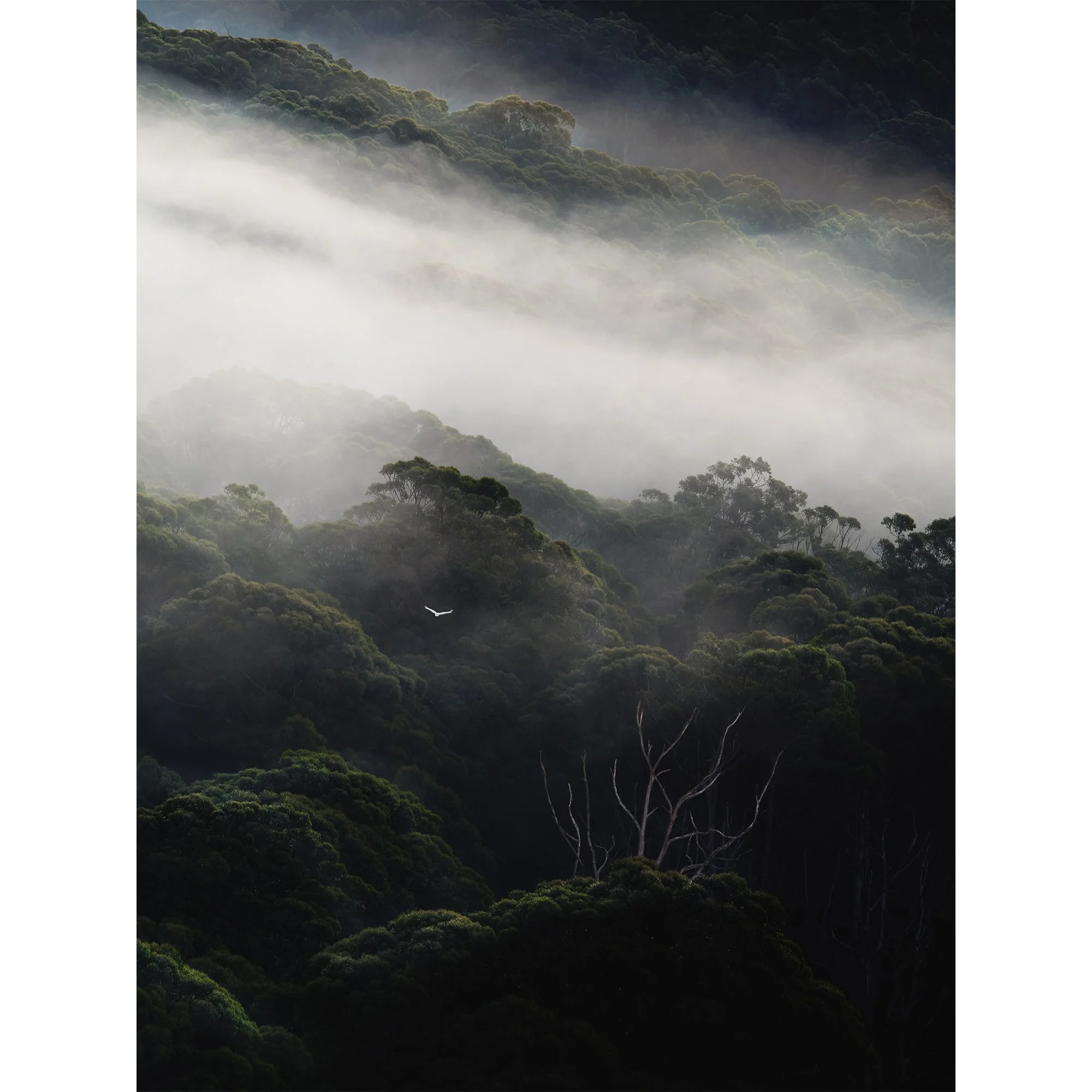 Cockatoo's Macedon Perch_Website Image.jpg
