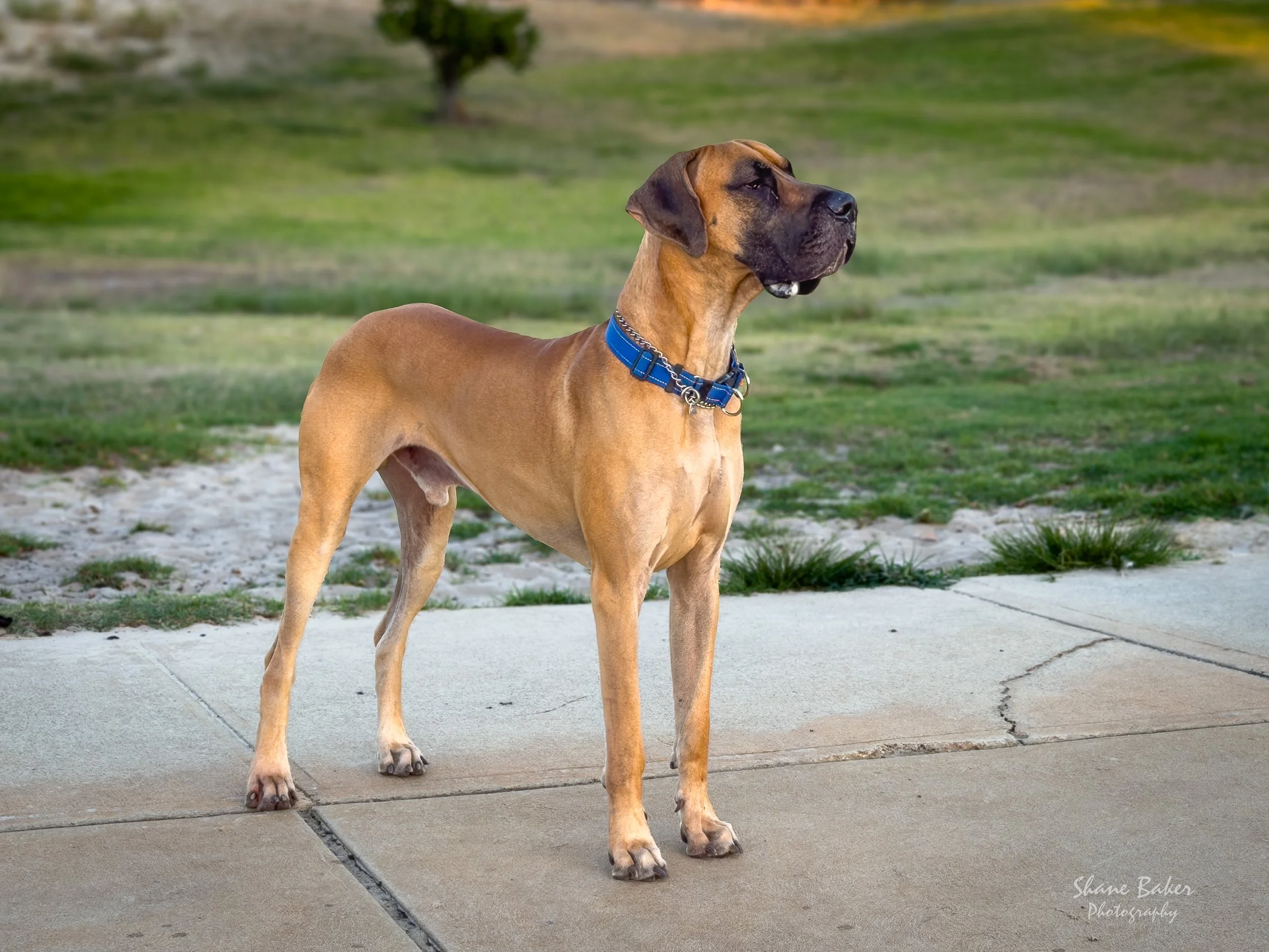 Viggo at the local dog park, January 2026
