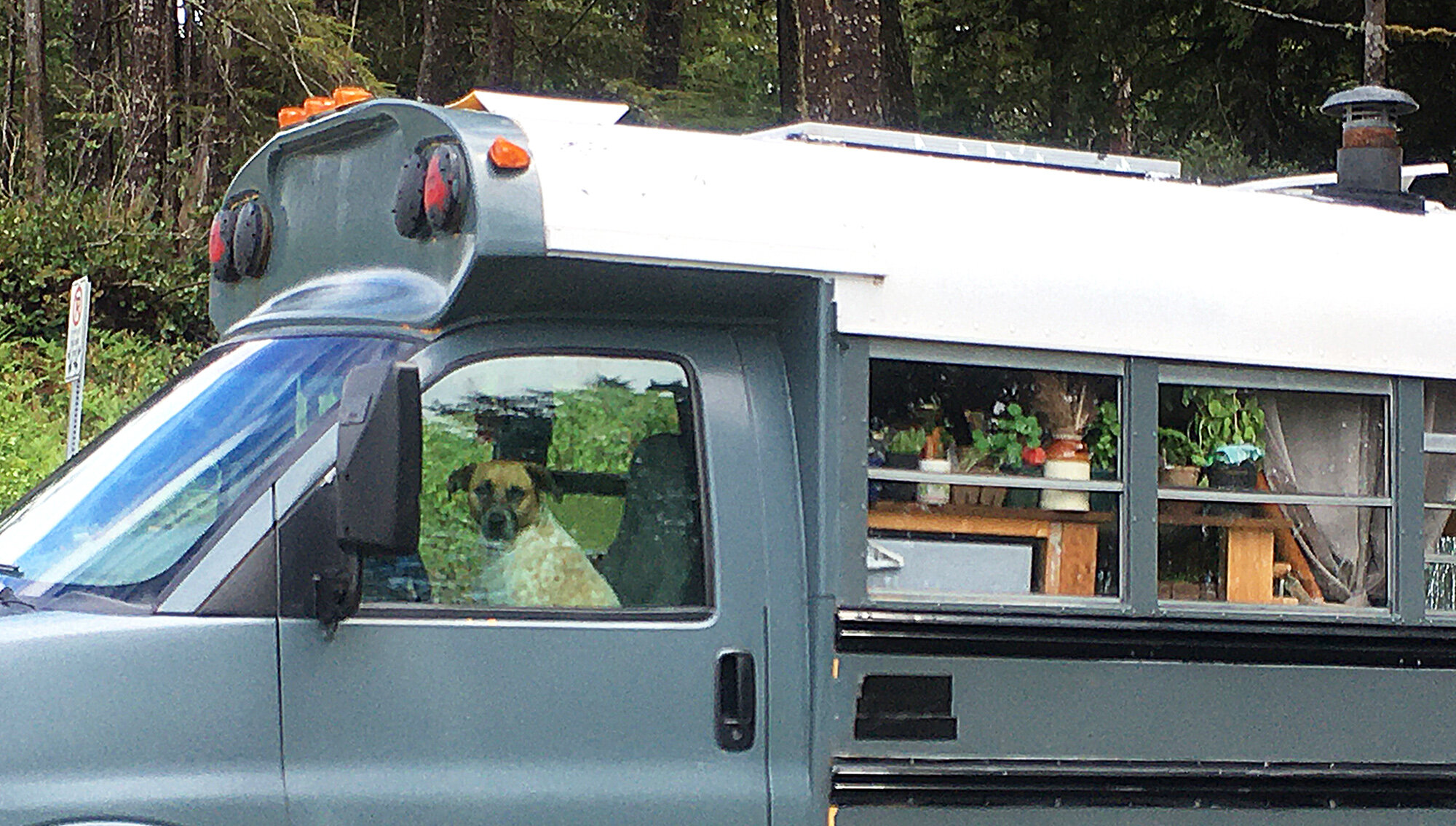 Dog in Van 2000.jpg
