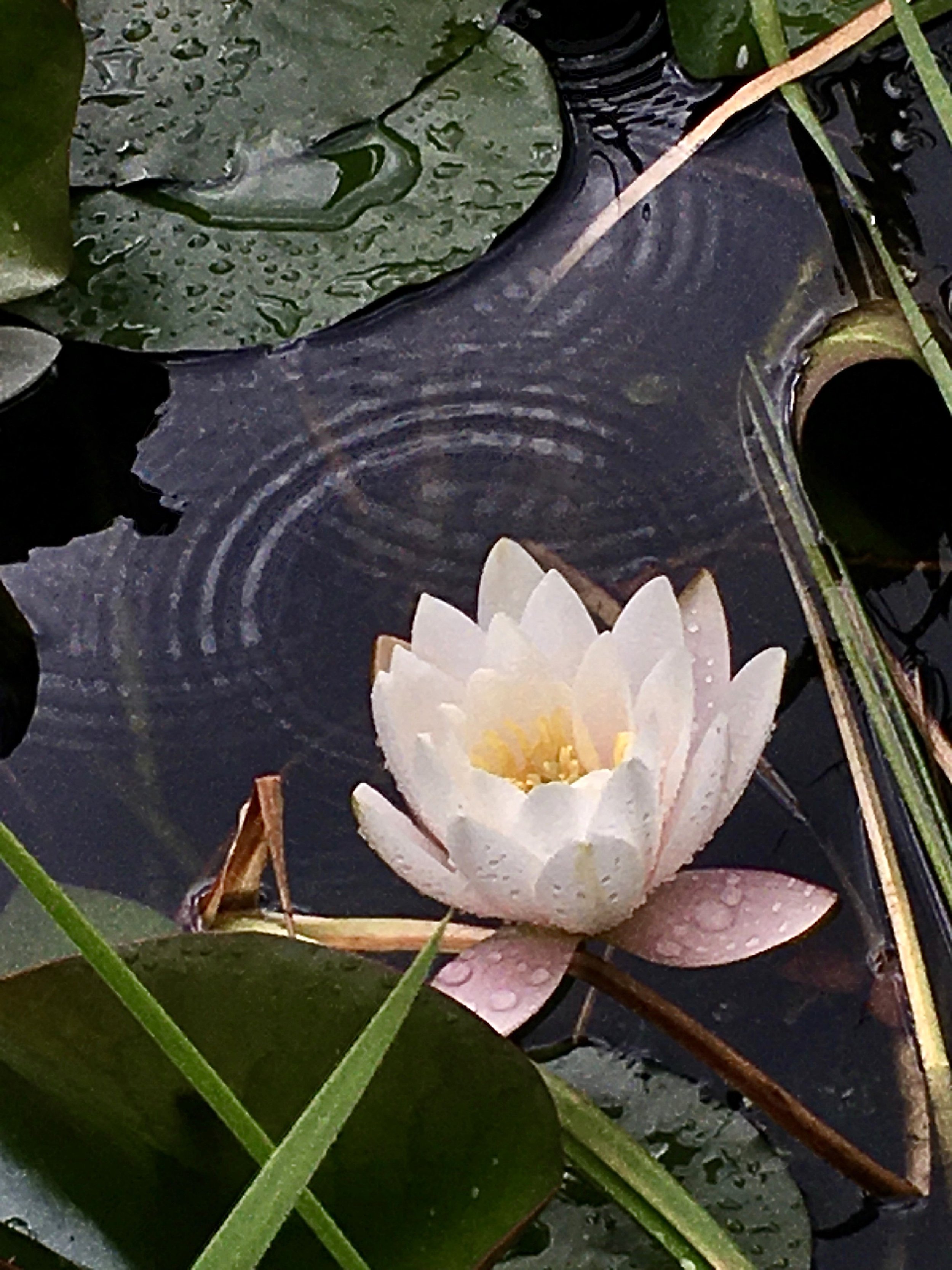 Waterlily Circles rv.jpg