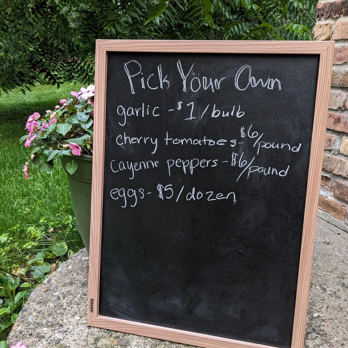 Our cherry tomatoes are just starting to ripen and there's lots of garlic to pick (plus you can help us pull garlic for donations). We will also have green onions, mint, and more! 

And if you want to see some of our future plans, come check out our 