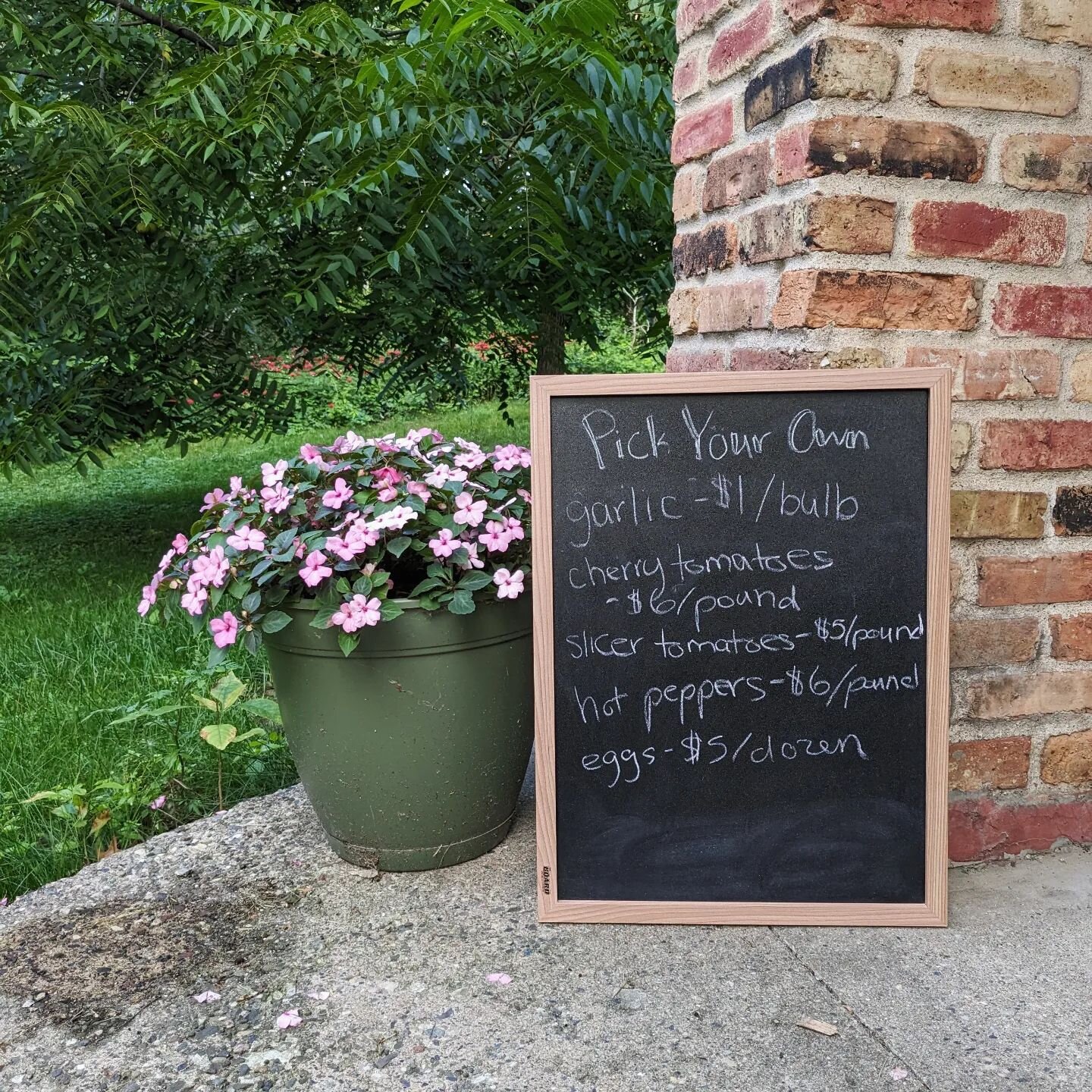 The farm is open tomorrow 8 AM to 2 PM!

It is absolutely free to come visit us, meet the goats and alpacas, and explore the farm experiments. You can also help us pick a little extra to donate to Open Door Pantry here in Dakota County!

PICK YOUR OW