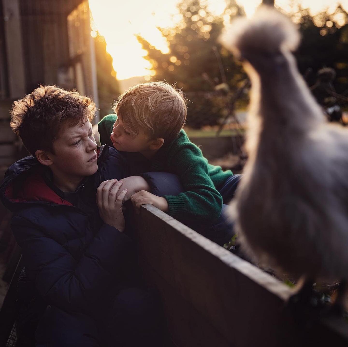 I&rsquo;m all about keeping it real #dunedinsmallbusiness #dunedinphotographer #sunset #farmlife #brotherlylove #silkies #winterlight #newzealand