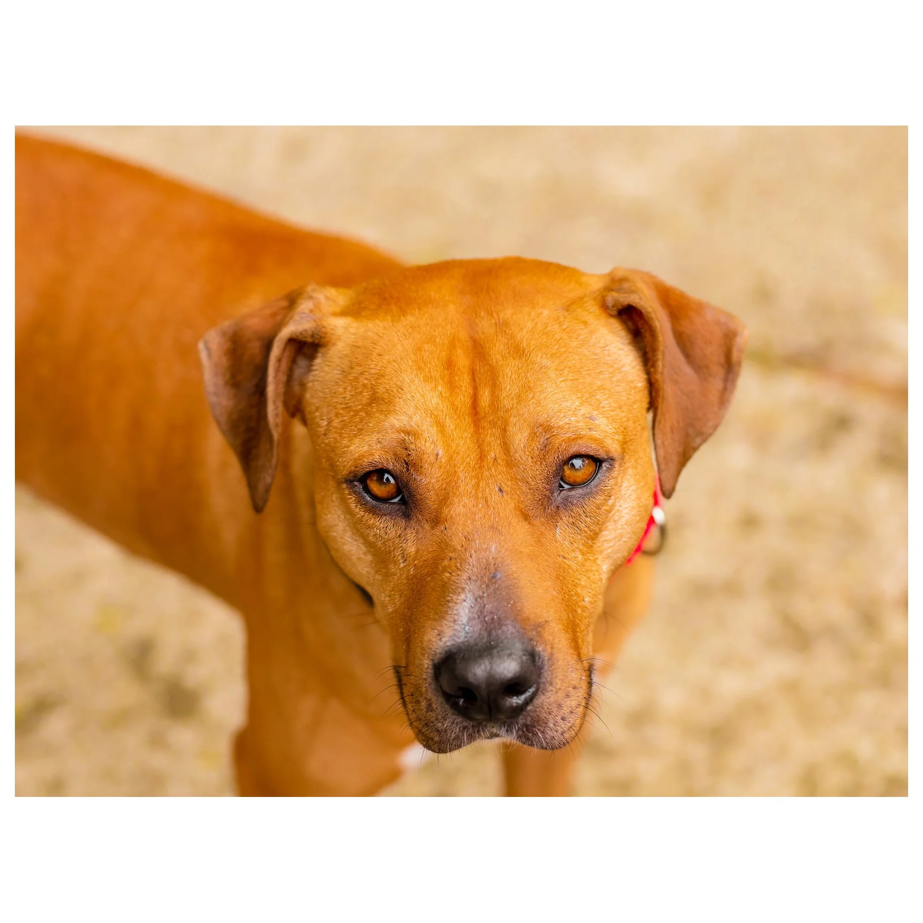 Elliott Ralph | It’s Not Just A Dog — University of Washington ...