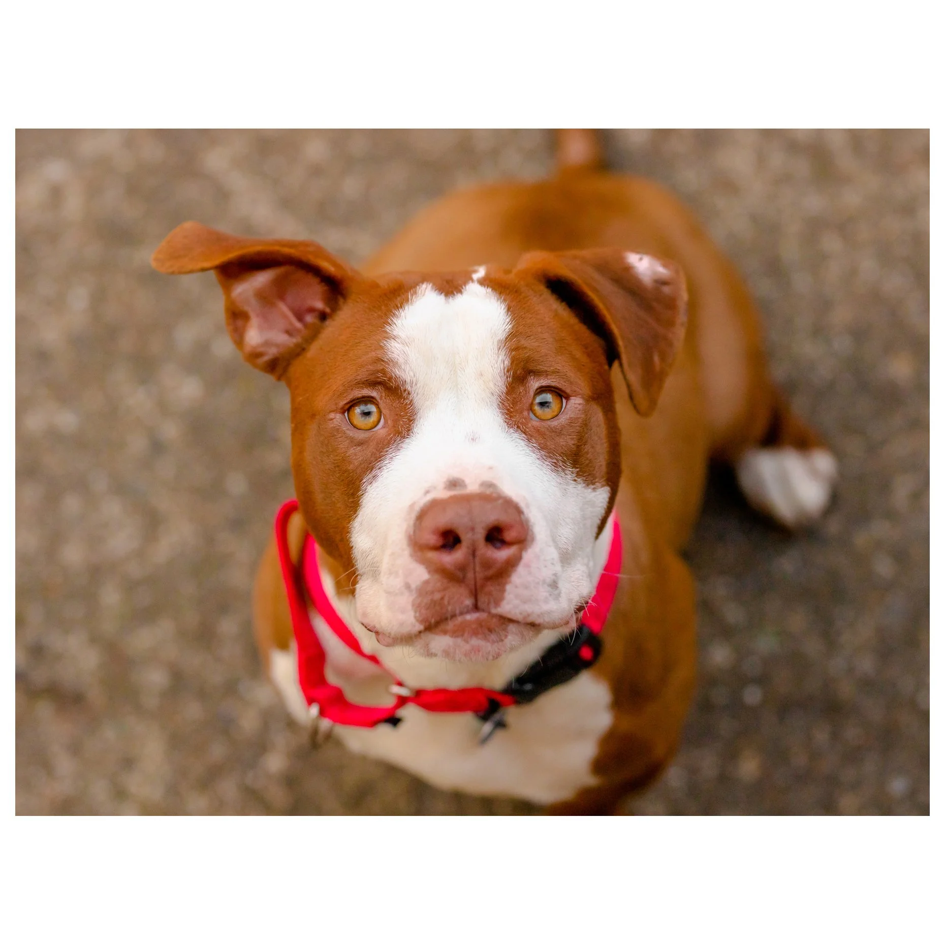 Elliott Ralph | It’s Not Just A Dog — University of Washington ...