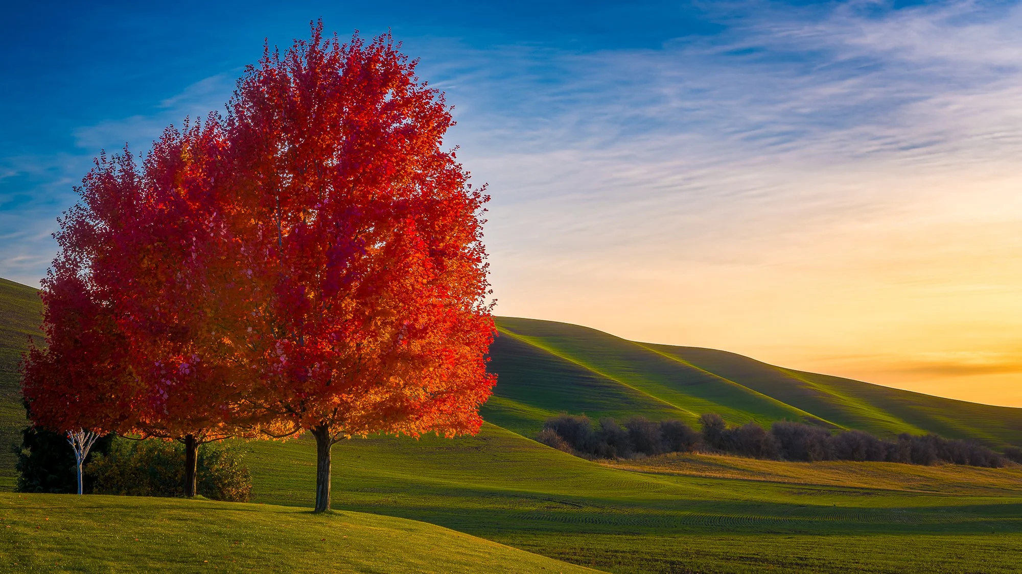 Fall colors at dusk compliment the dramatic Palouse hills
