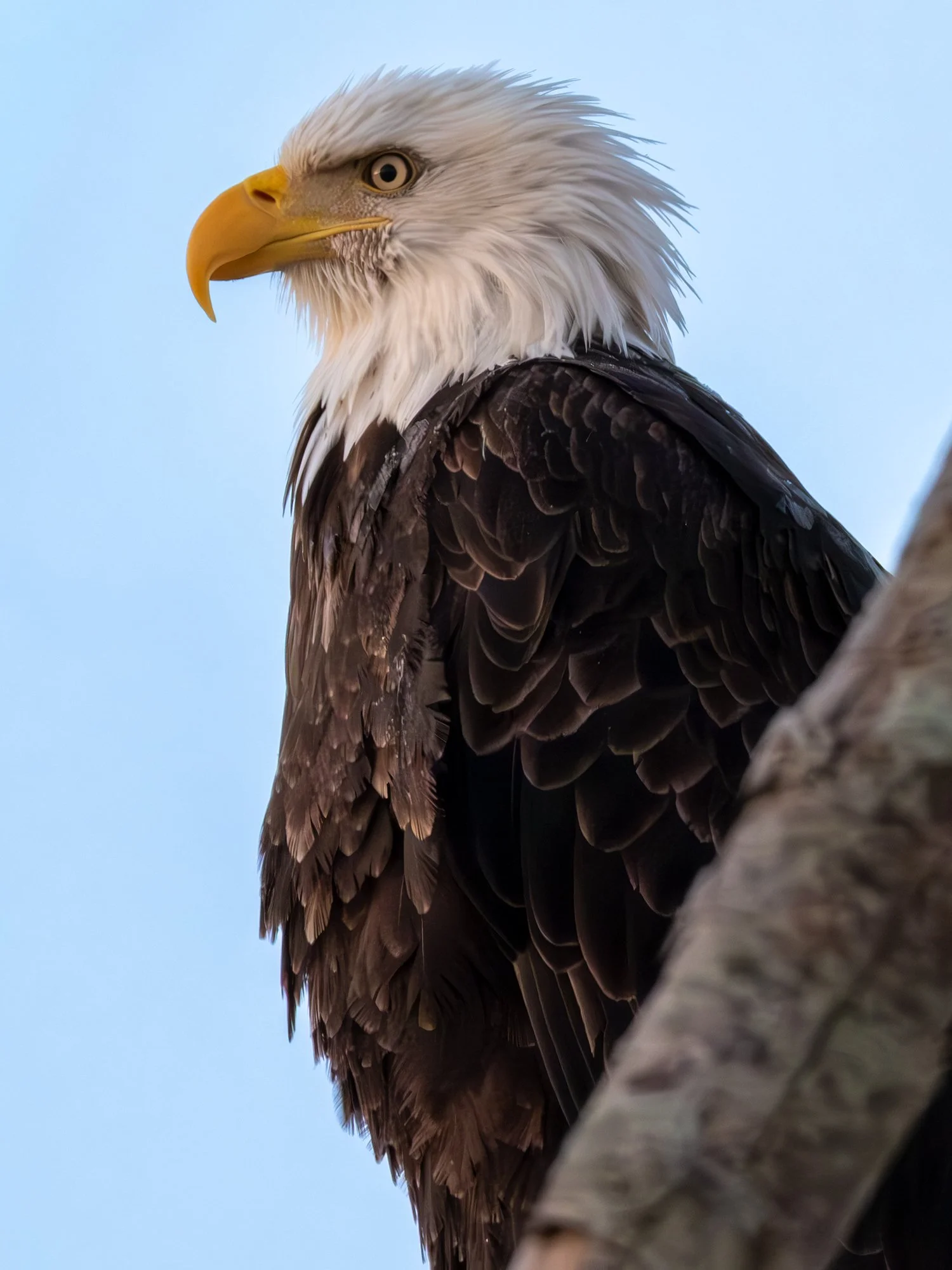 Duncan Mackenzie | Eagles of the Pacific Northwest