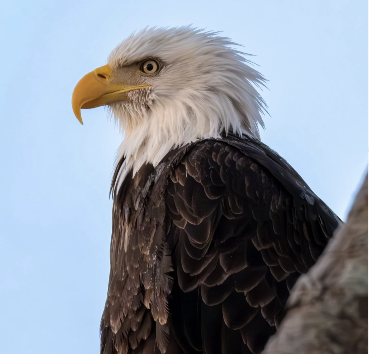 Duncan Mackenzie | Eagles of the Pacific Northwest