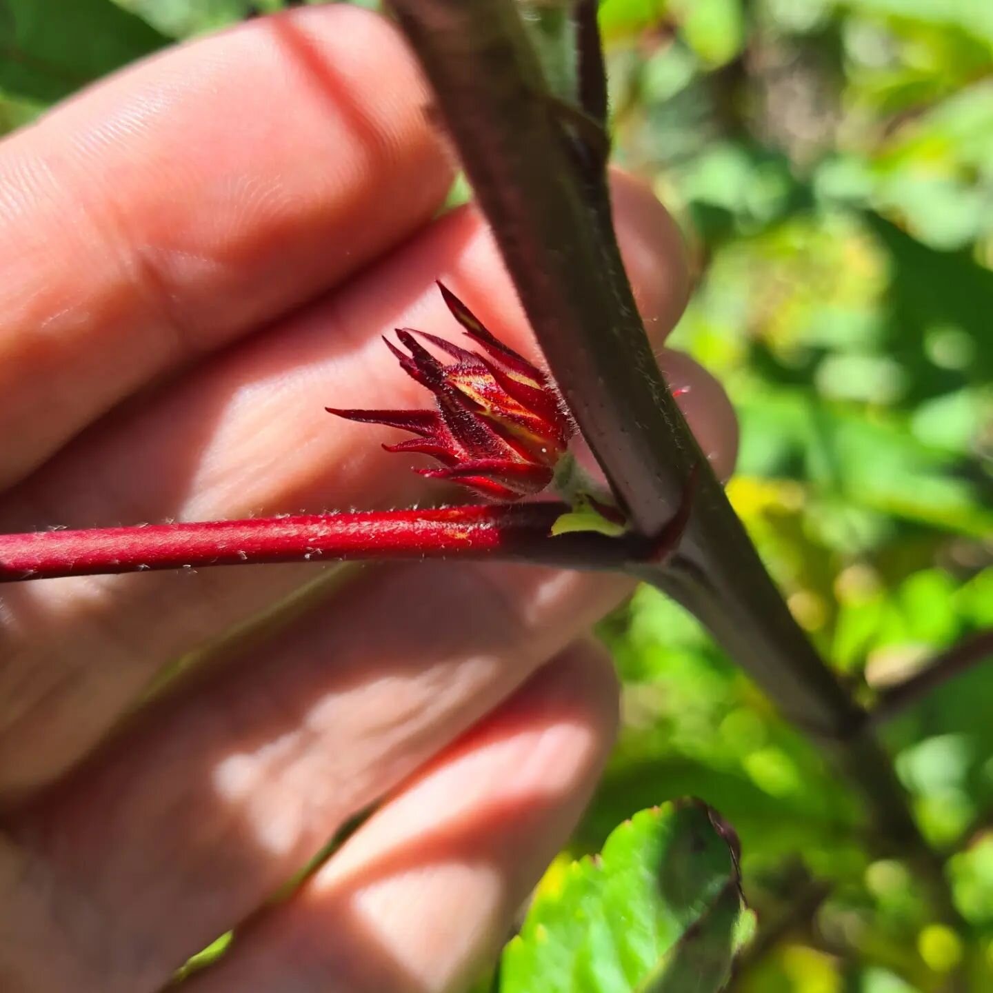 Hibiscus sabdariffa just about to flower. I grew these from tiny seeds only a few months ago. Pretty soon they will make their way into my apothecary. A few years ago I never would have thought I would find so much joy in a plant. Yet here I am.