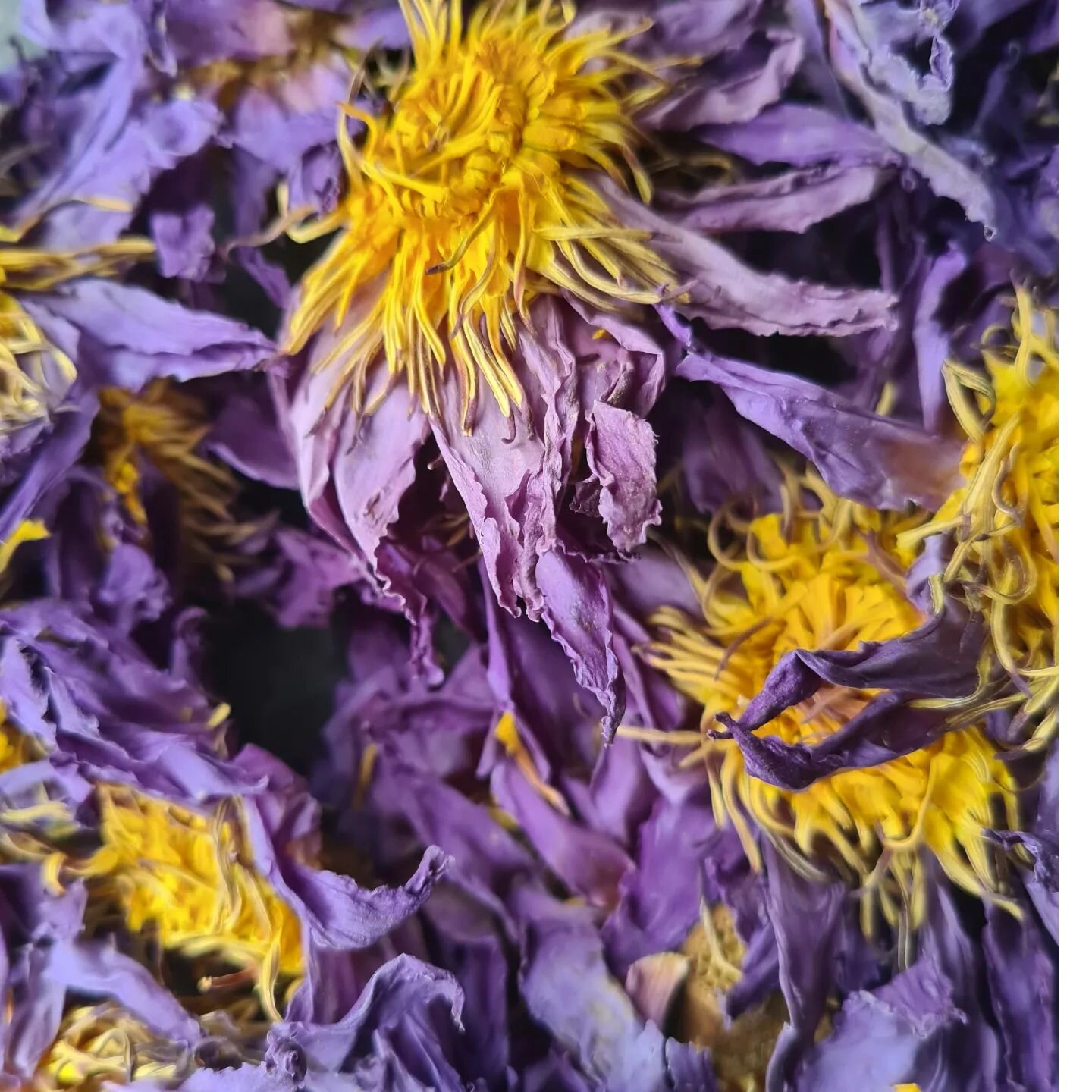 Blue Lotus-
I accidentally bought too much so have some to sell - $20 for 50g. 

The Ancient Egyptians had many traditional uses and applications for Blue Lotus. It was said to connect one to the gods, inducing higher states of being and allow connec