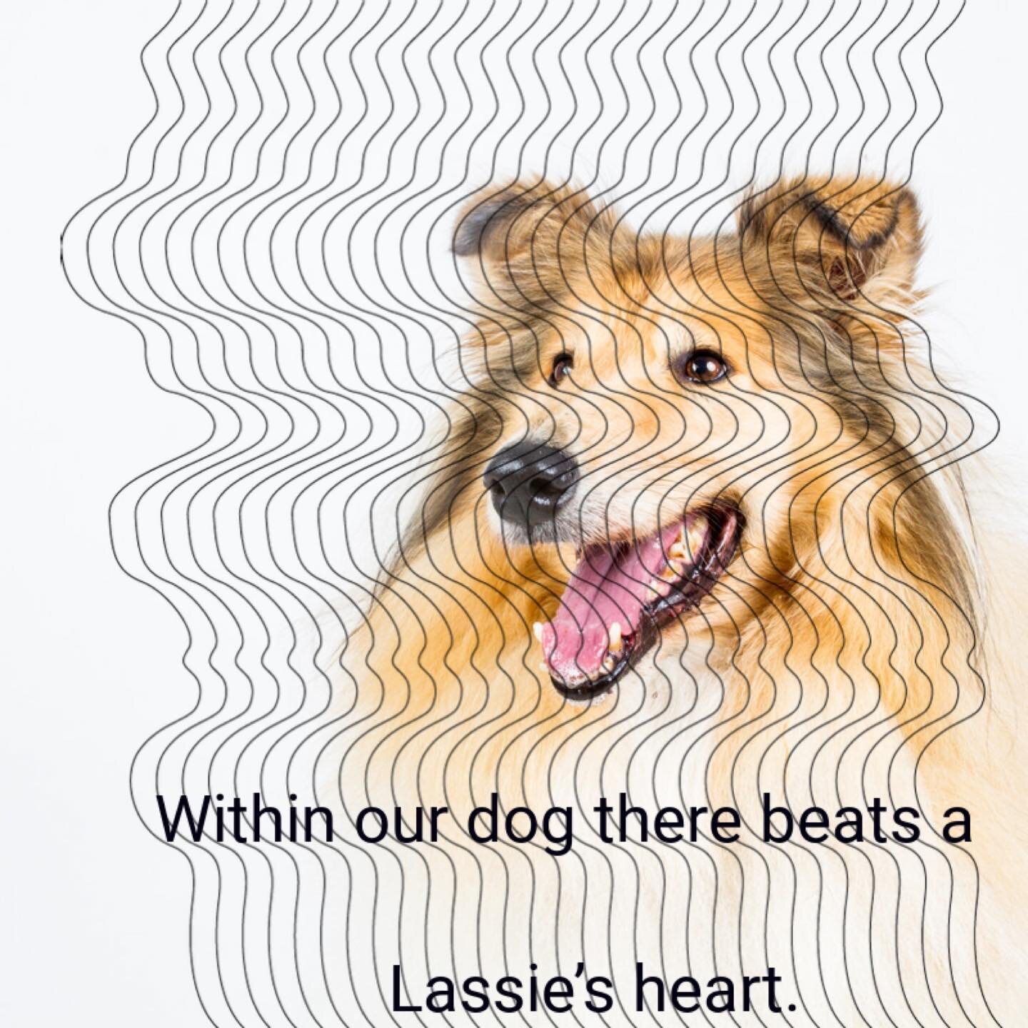 My dogs surprise me every day with their generosity of heart - my passion is that everyone finds out how to unlock their dog&rsquo;s Lassie heart ❤️