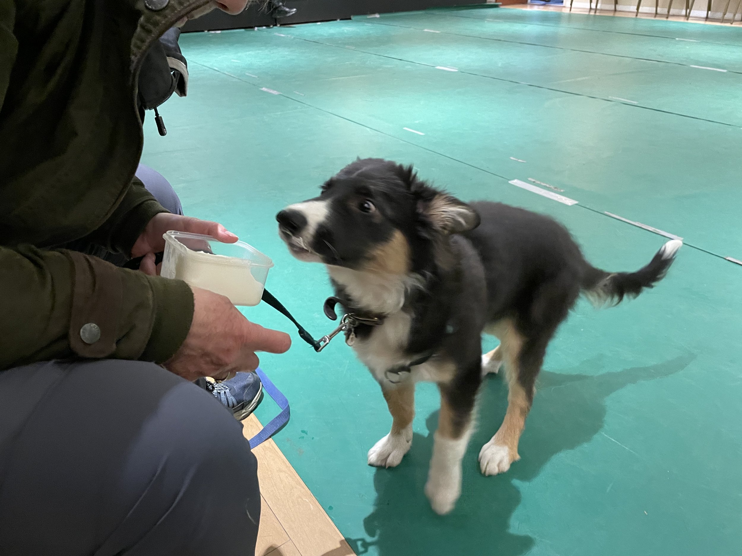 Dasher Starts School