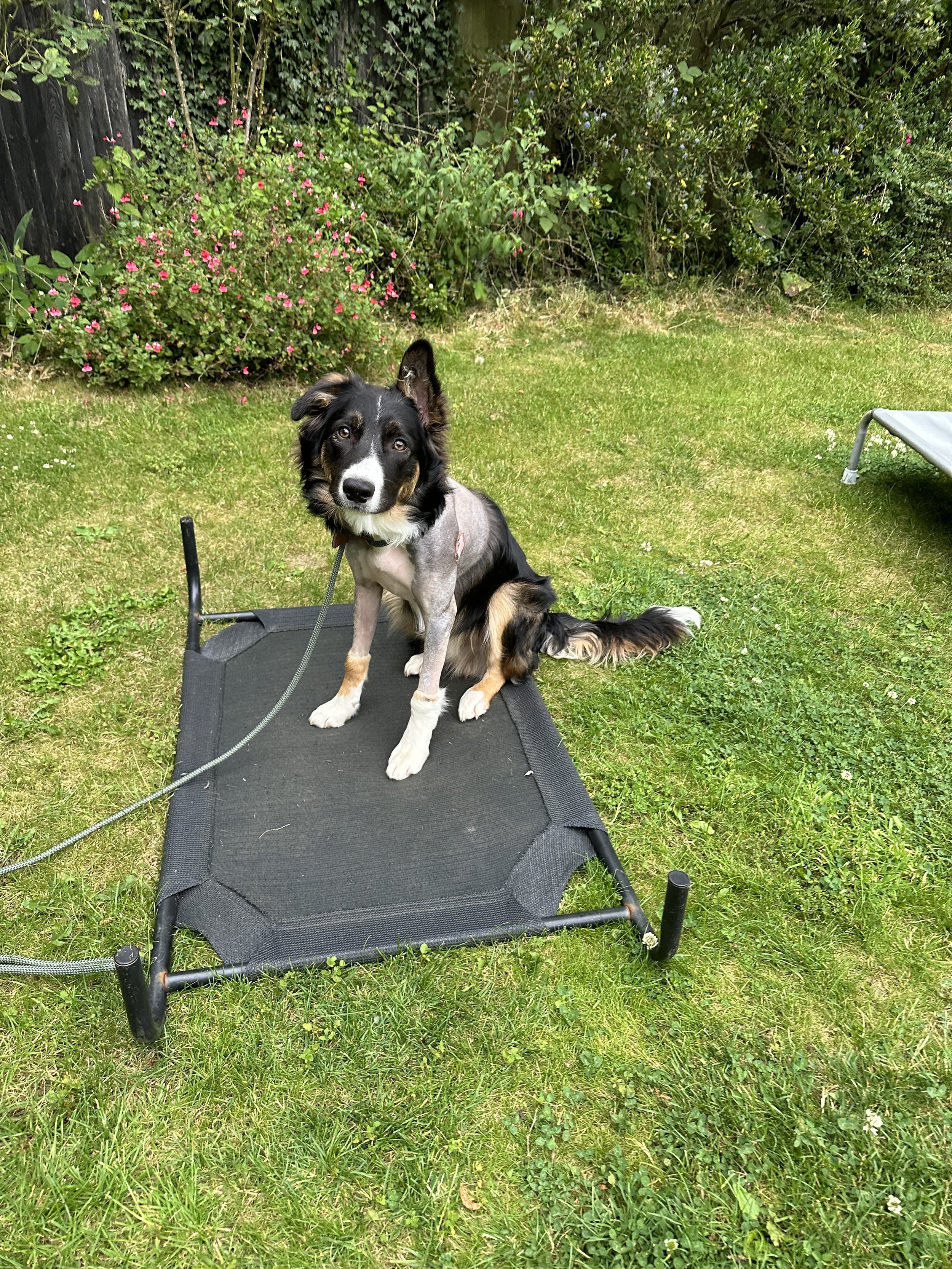 Rediscover Joy with Your Dog
