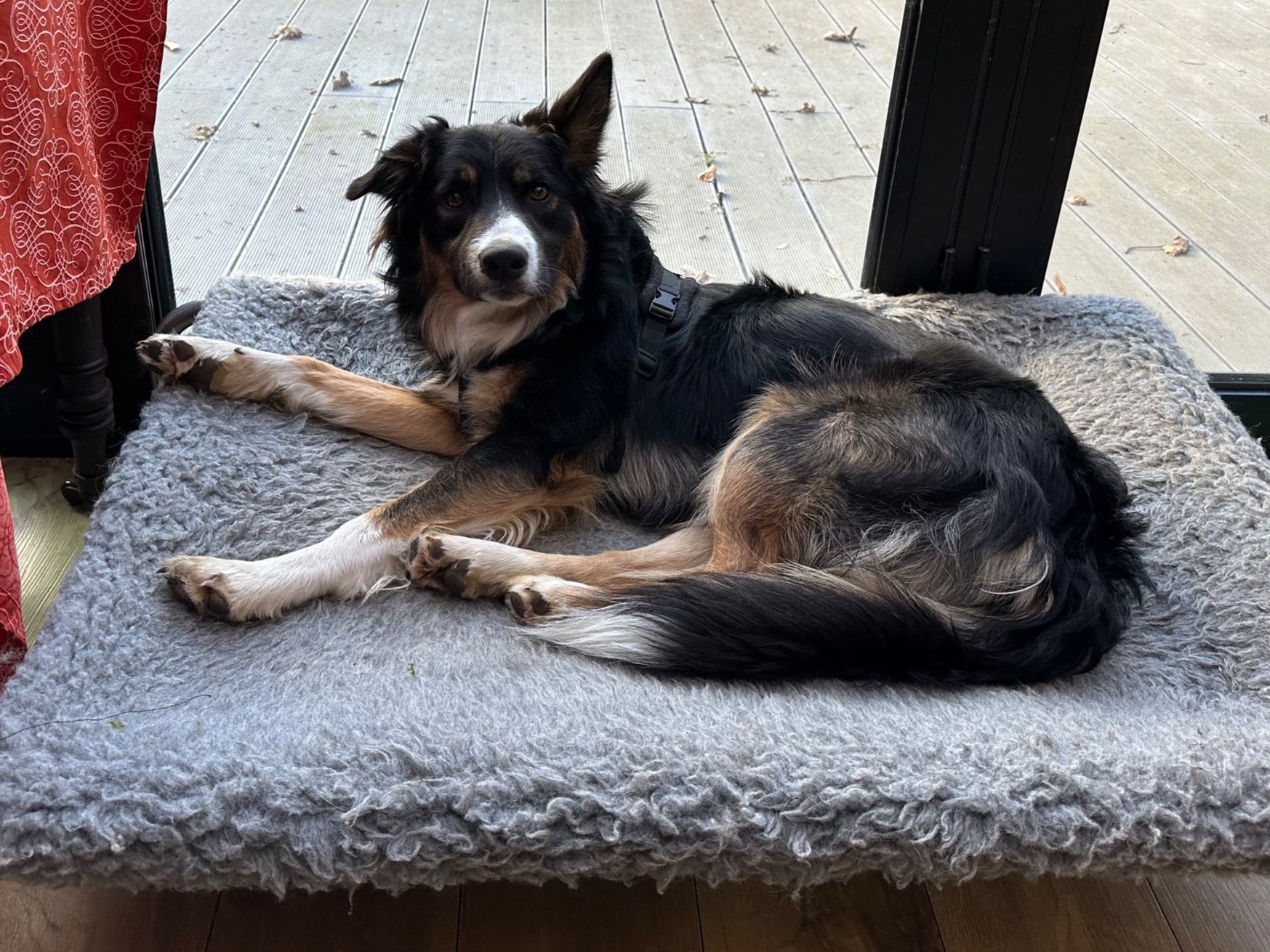 Coping with Dasher’s Setback