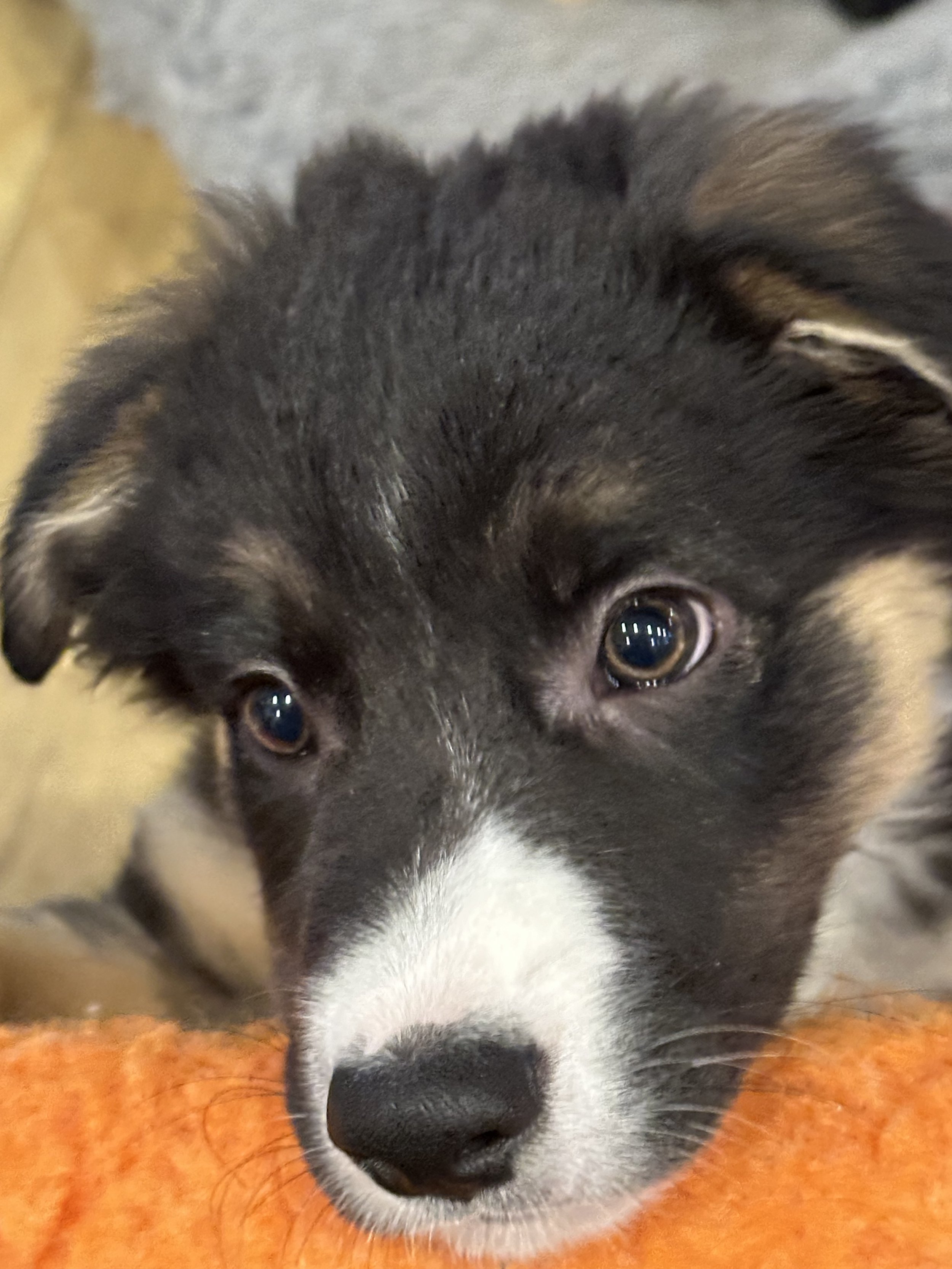With puppy makes three