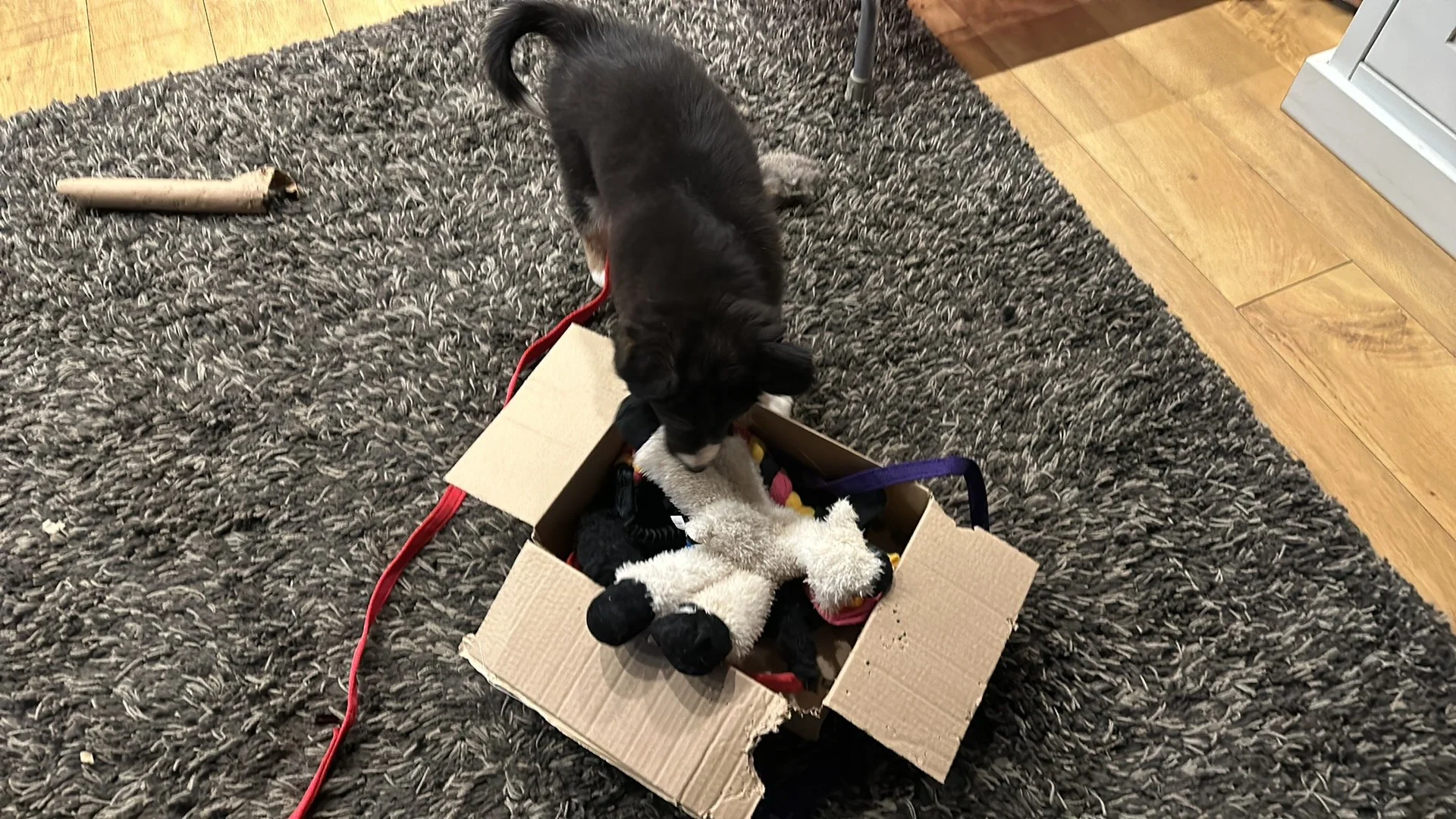 I then play "What's in the Box Dasher." 