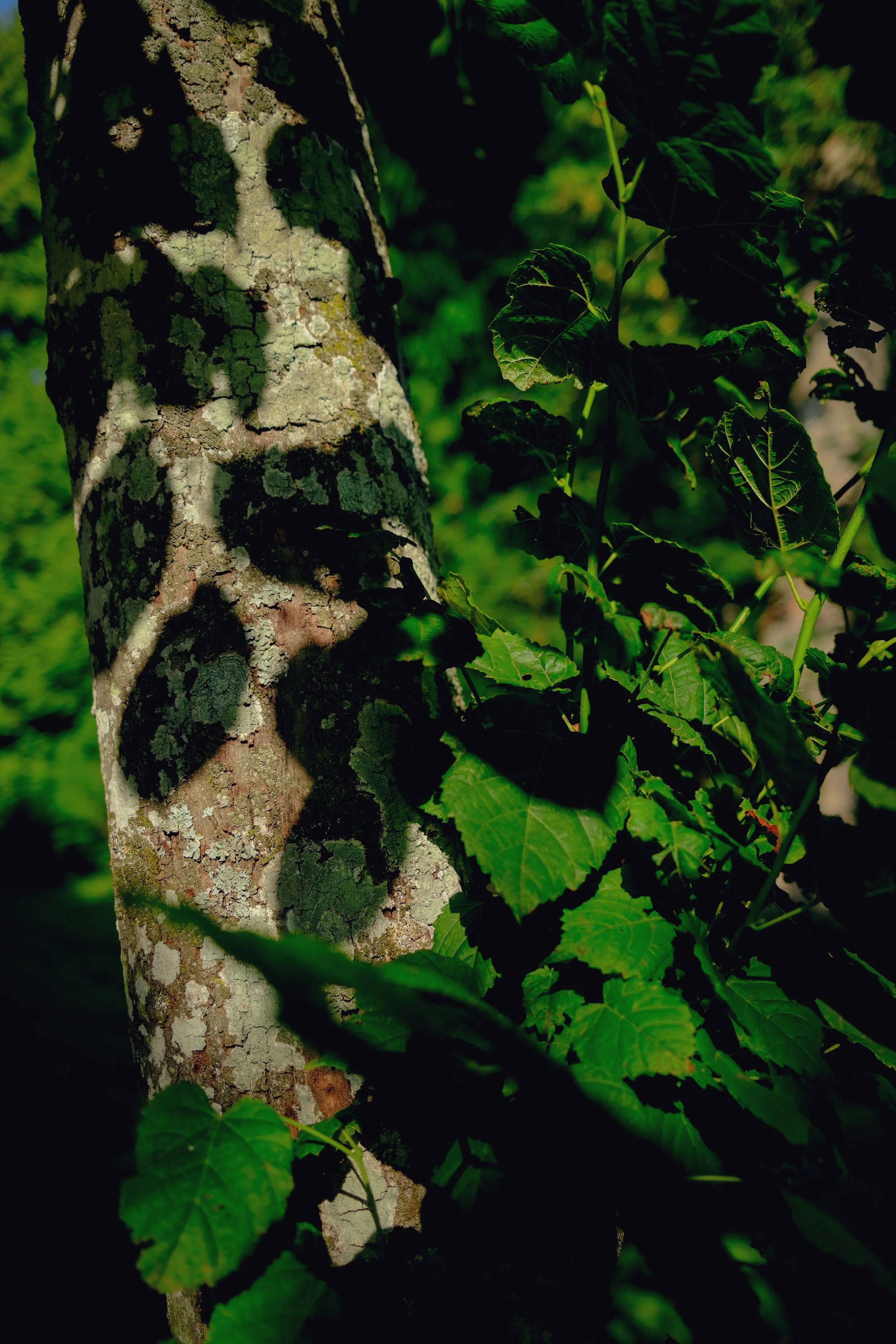 DSCF2933.jpg