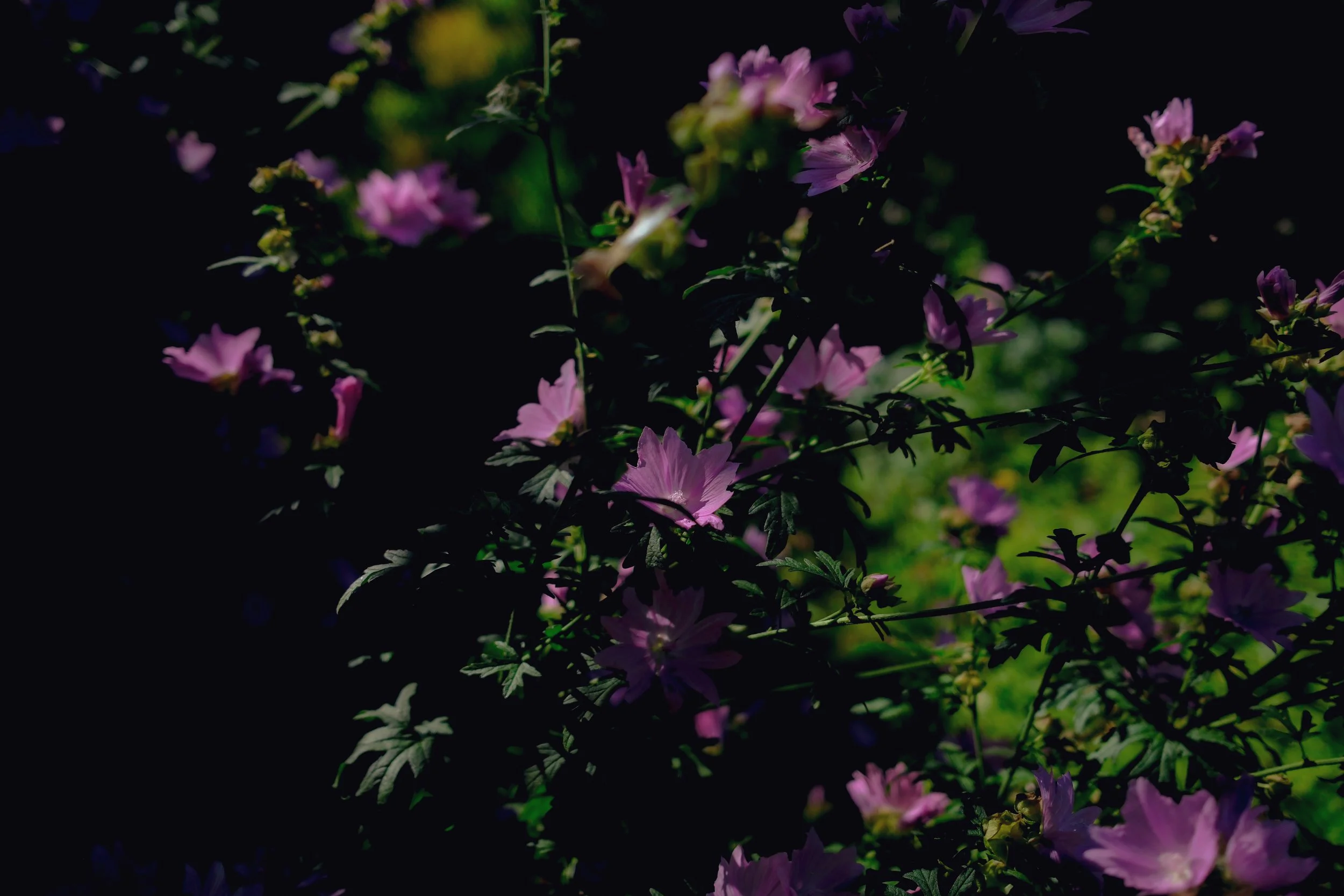 DSCF3075.jpg