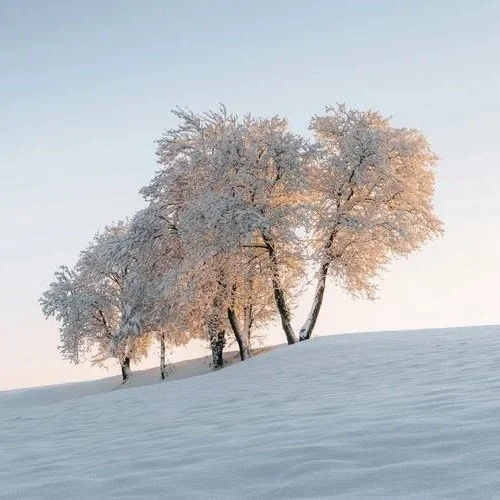 New Year's Meditation - ONLINE