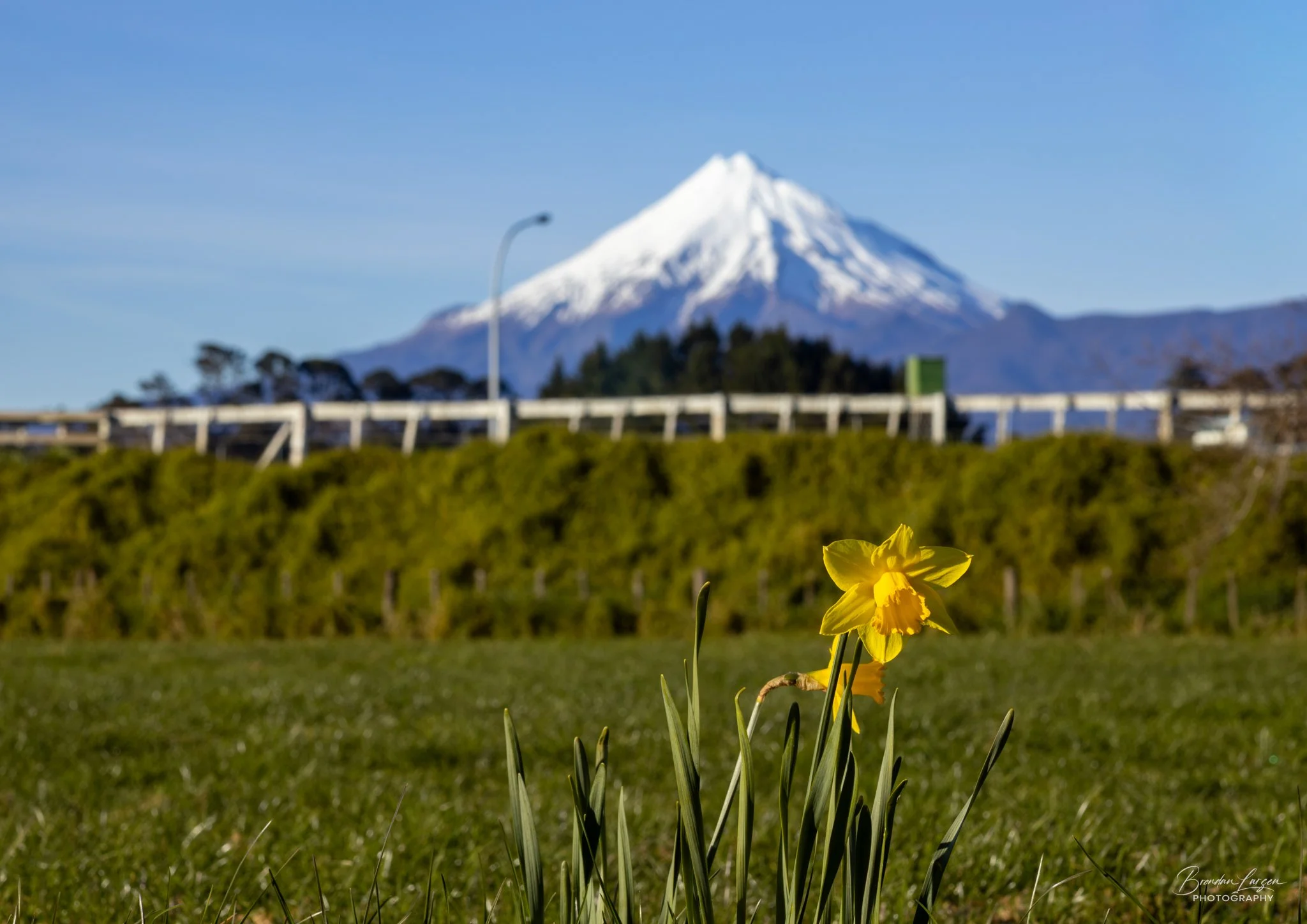 A yellow flower in the foreground with a snow-capped mountain in the background under a clear blue sky.