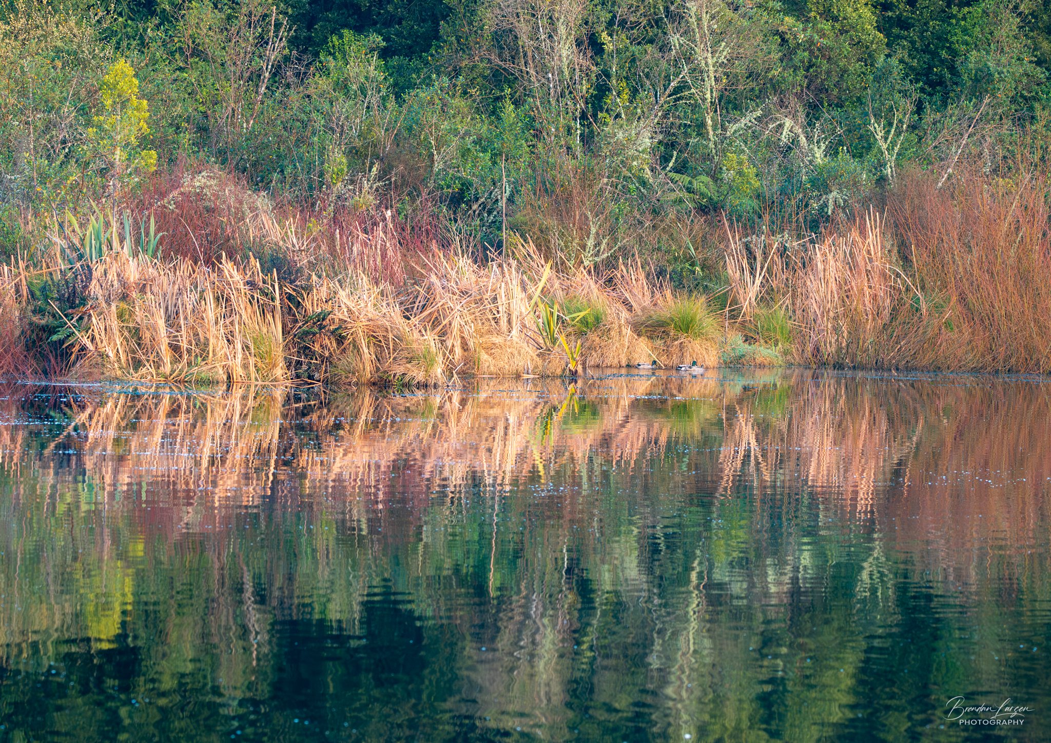A calm lake reflecting tall grasses and dense trees on the riverbank, with some ducks swimming near the shore.