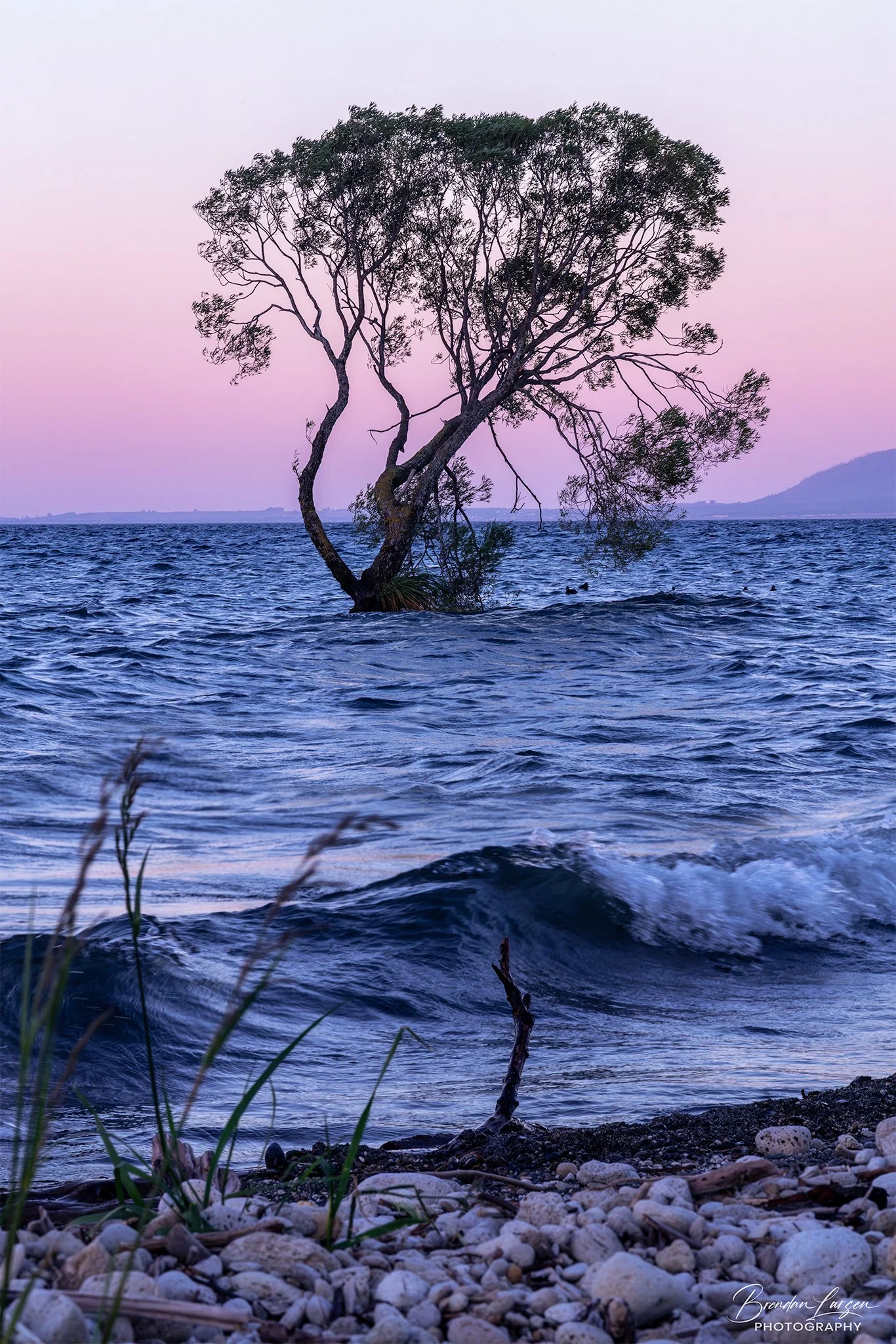 A solitary tree partially submerged in water with small waves, set against a pastel-colored sky and distant mountains.