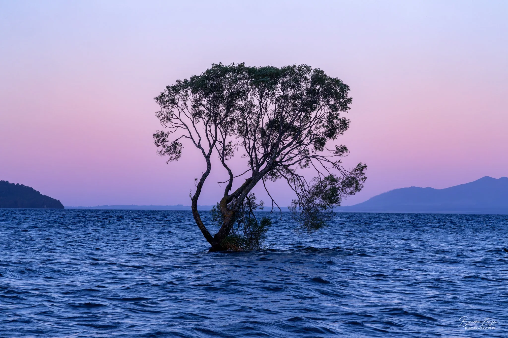 A solitary tree growing in a body of water during sunset or dusk, with distant mountains in the background and a purple-pink sky.