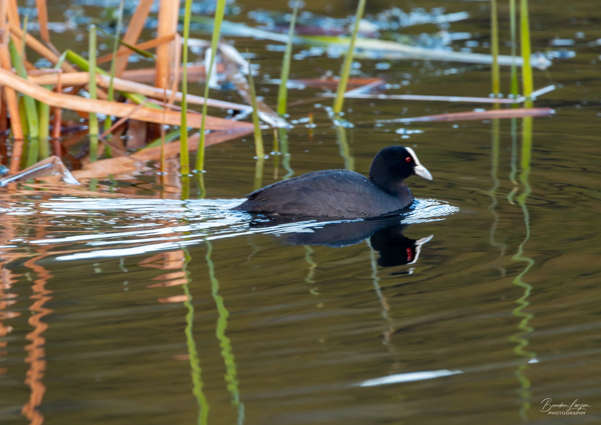 A black waterfowl with a white beak and red eyes swimming in a pond among tall green reeds and brown plant stems.